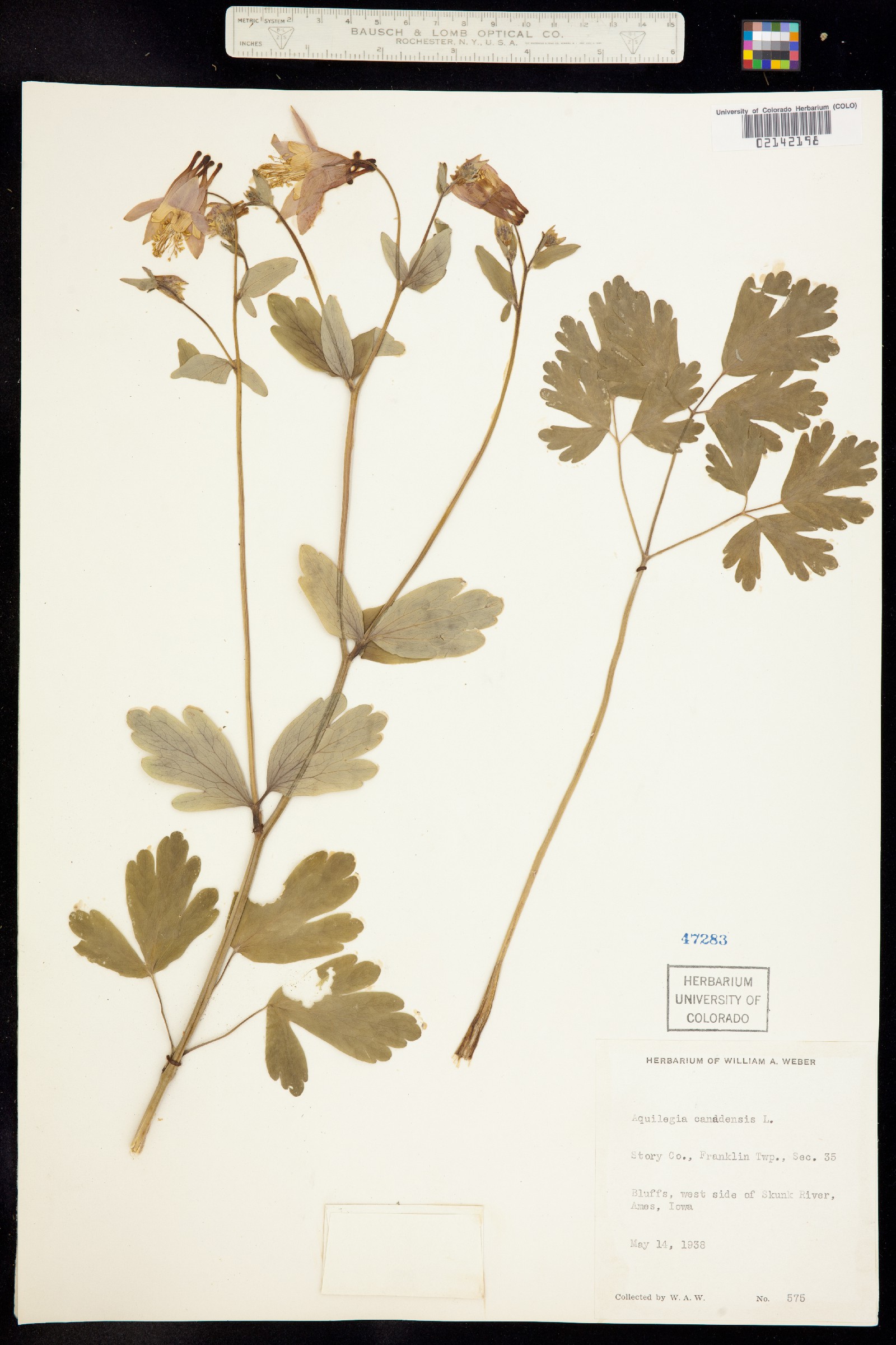 Aquilegia canadensis image