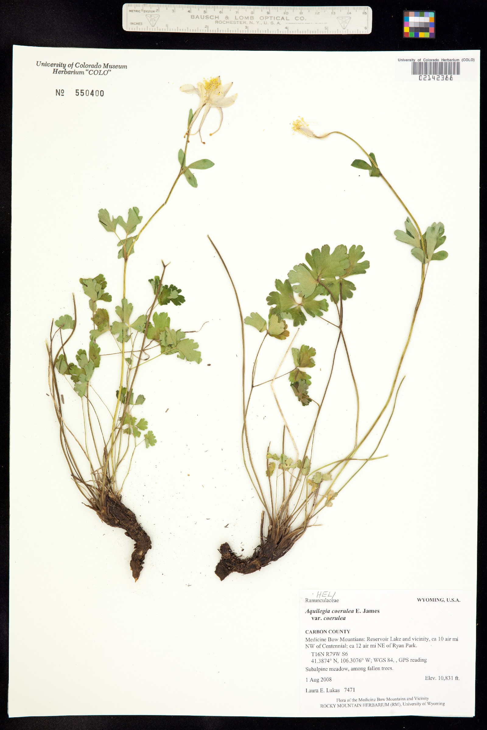 Aquilegia coerulea image