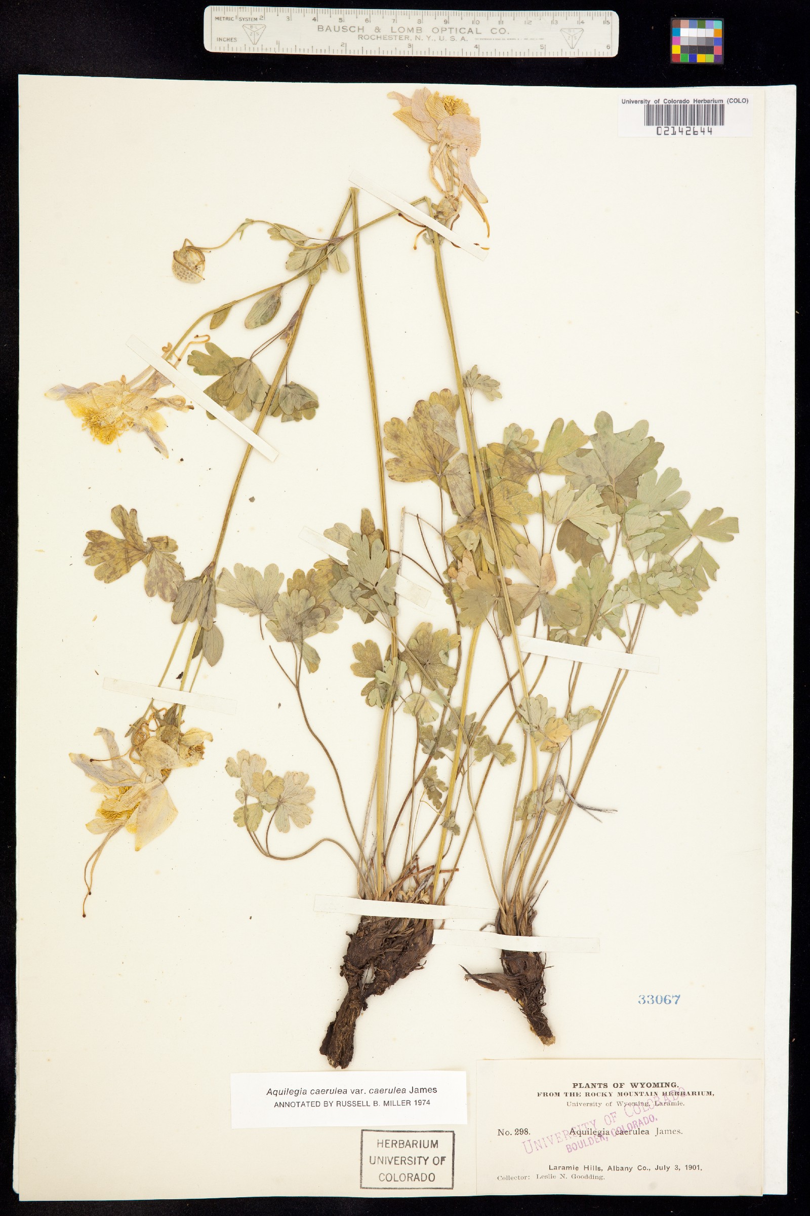 Aquilegia coerulea var. coerulea image