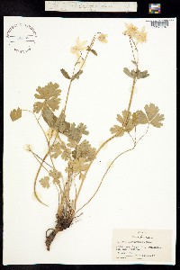 Aquilegia flavescens image