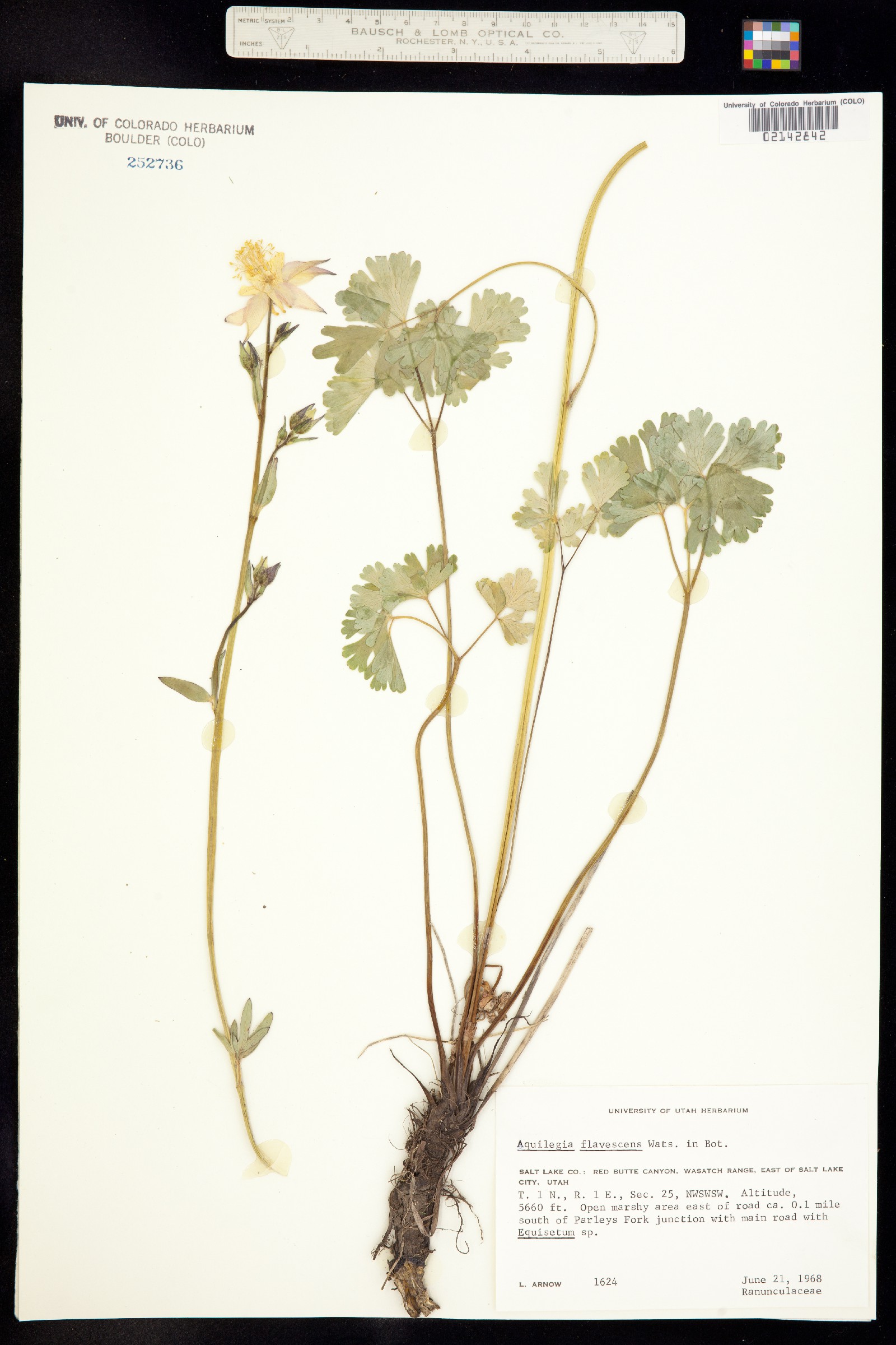 Aquilegia flavescens image