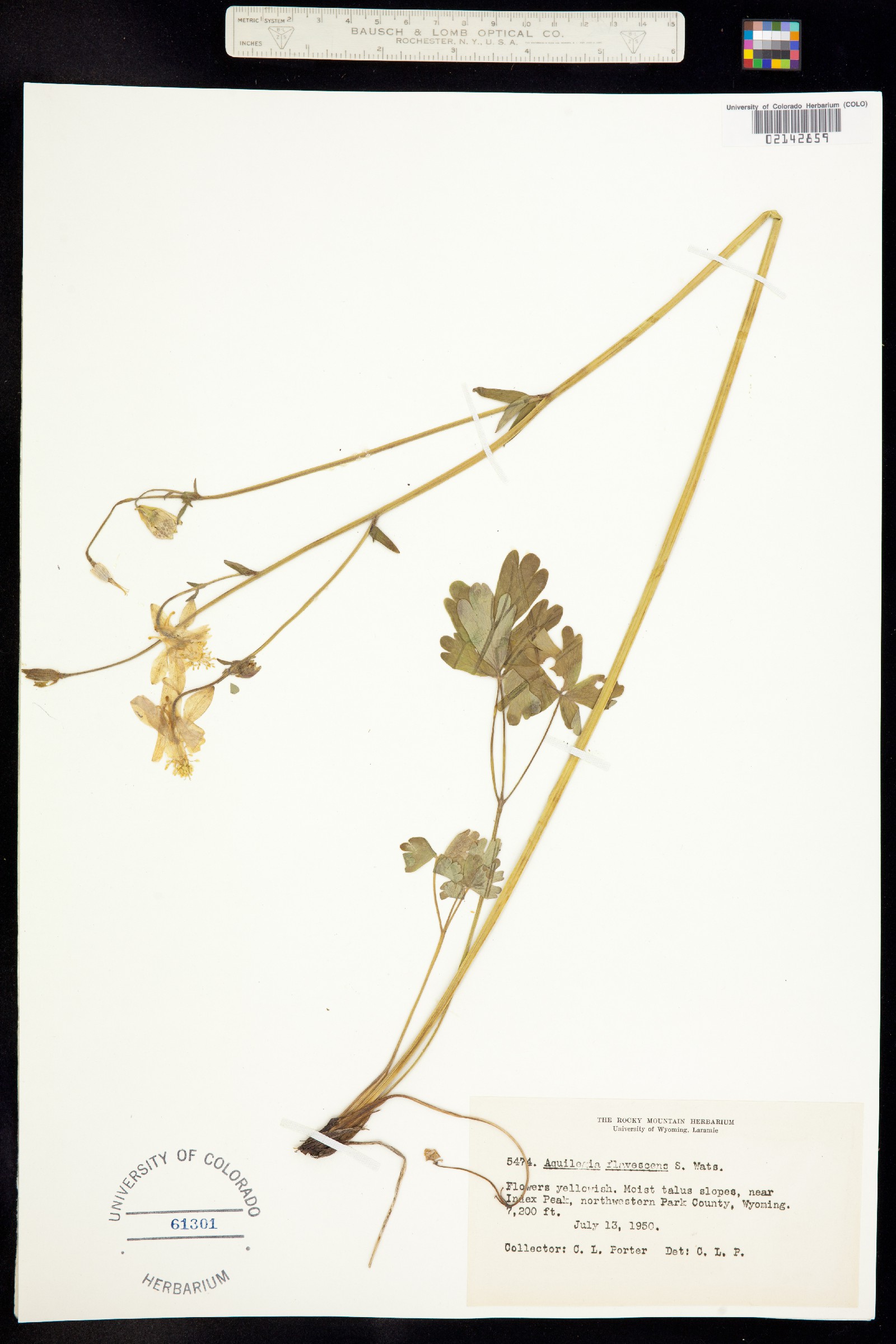 Aquilegia flavescens image