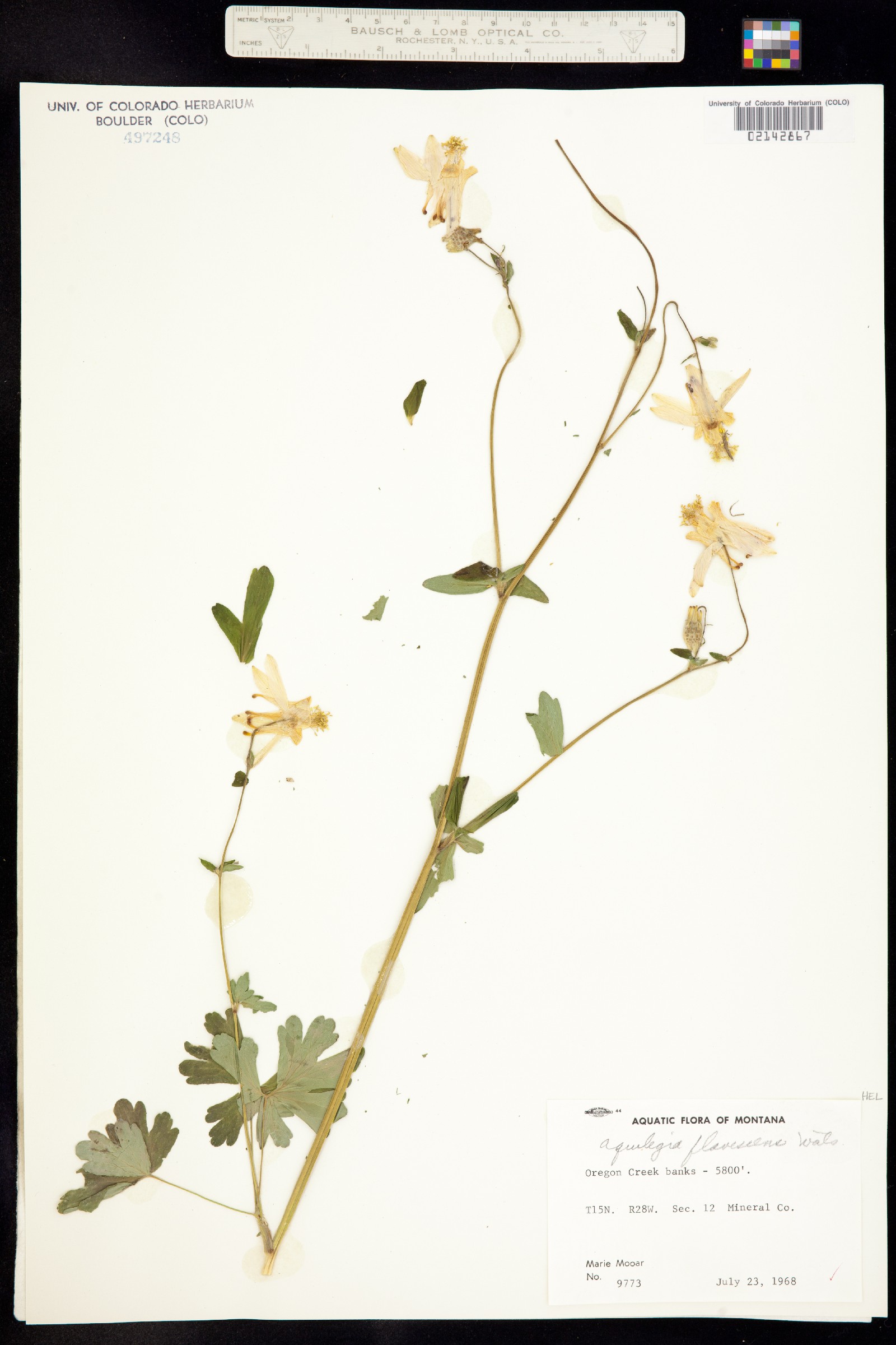 Aquilegia flavescens image