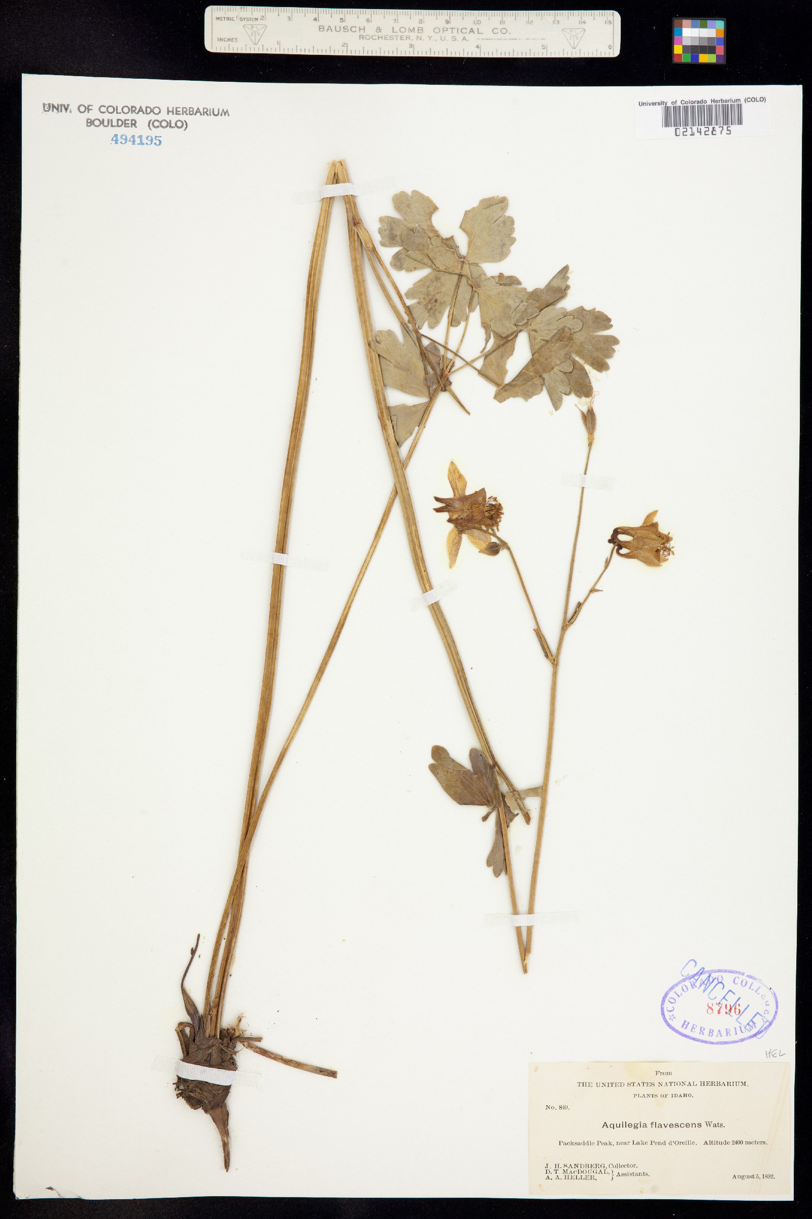 Aquilegia flavescens image