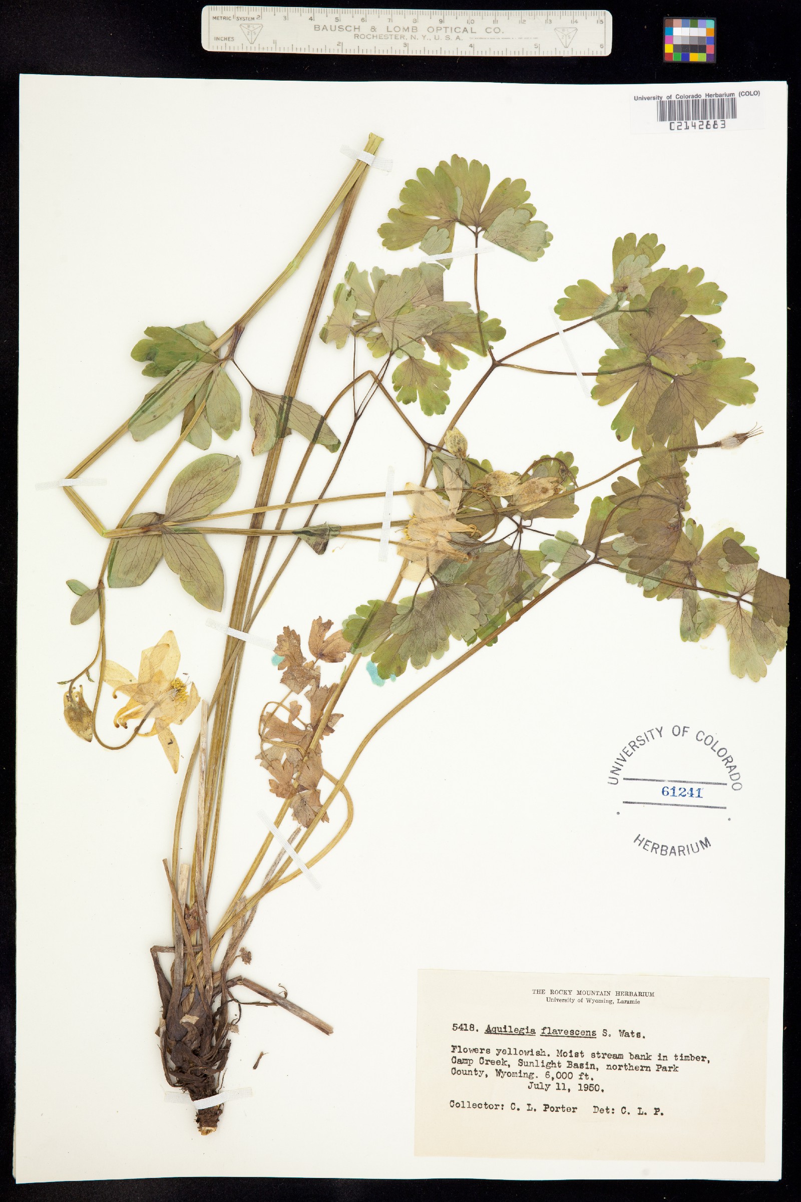 Aquilegia flavescens image