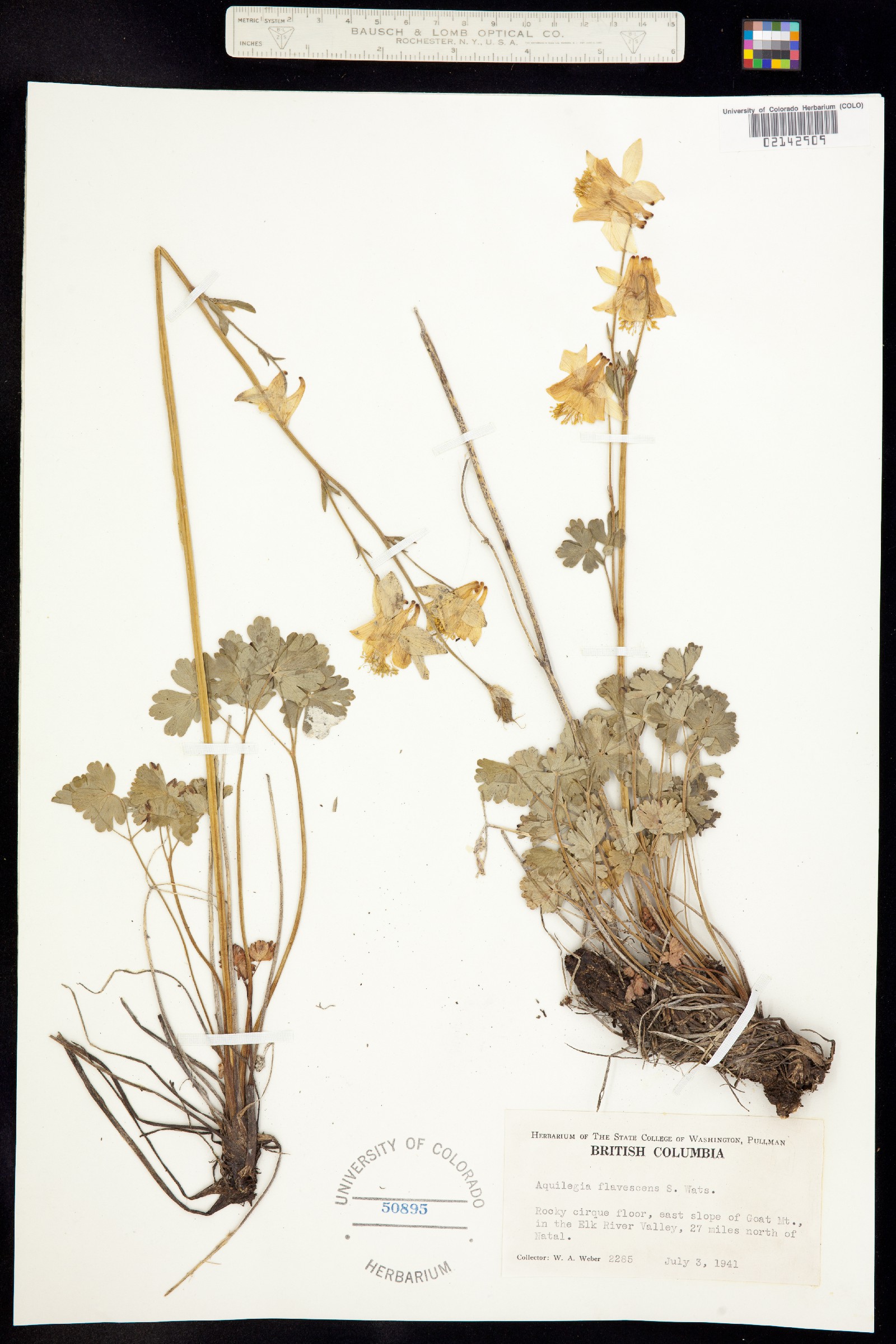Aquilegia flavescens image