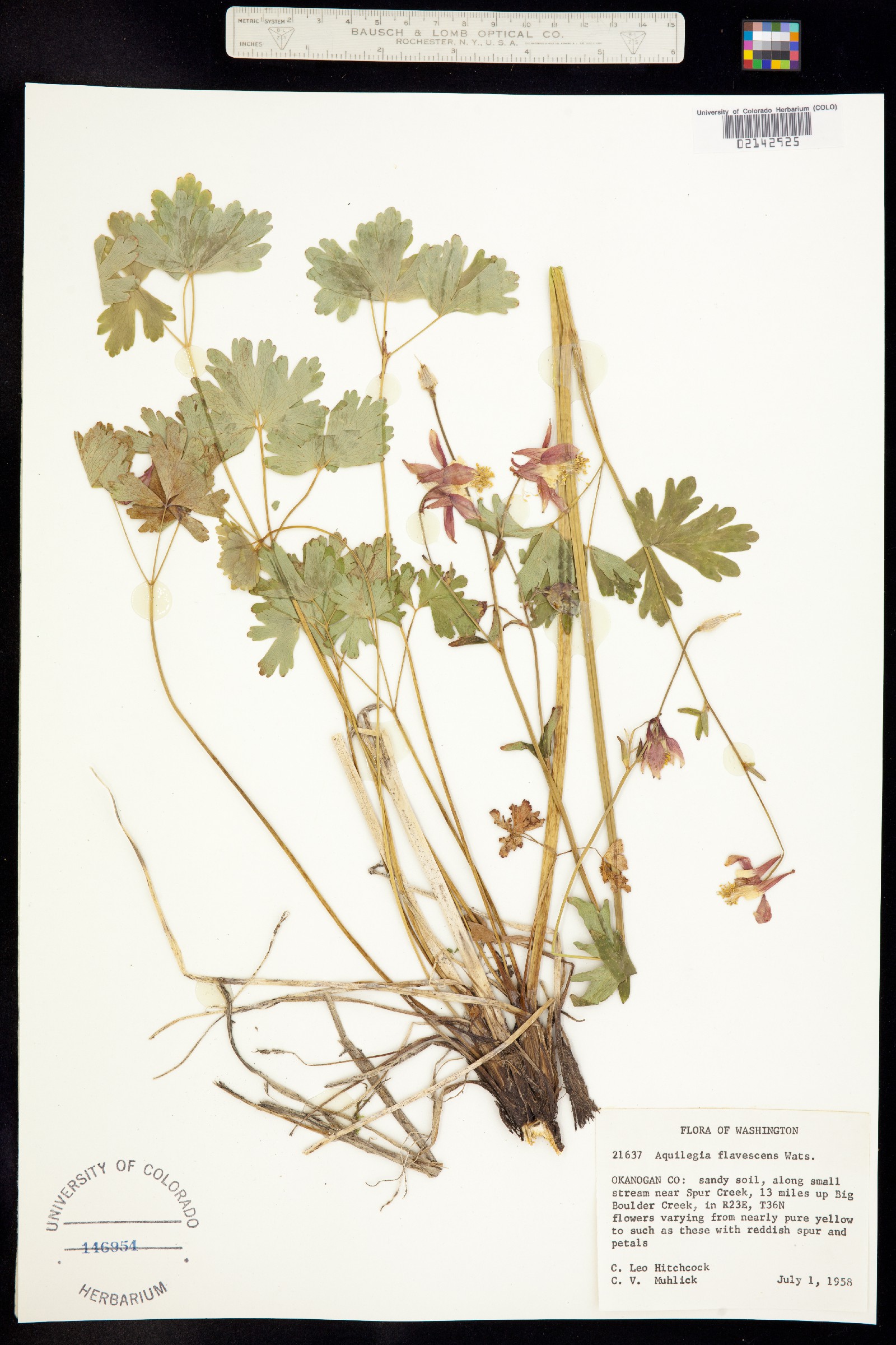 Aquilegia flavescens image