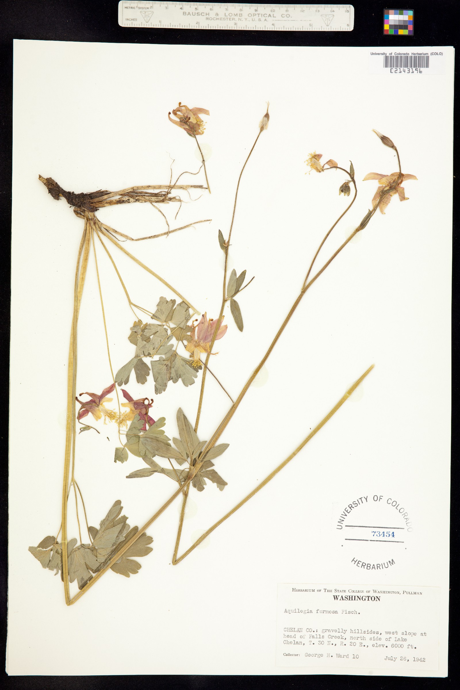 Aquilegia formosa image