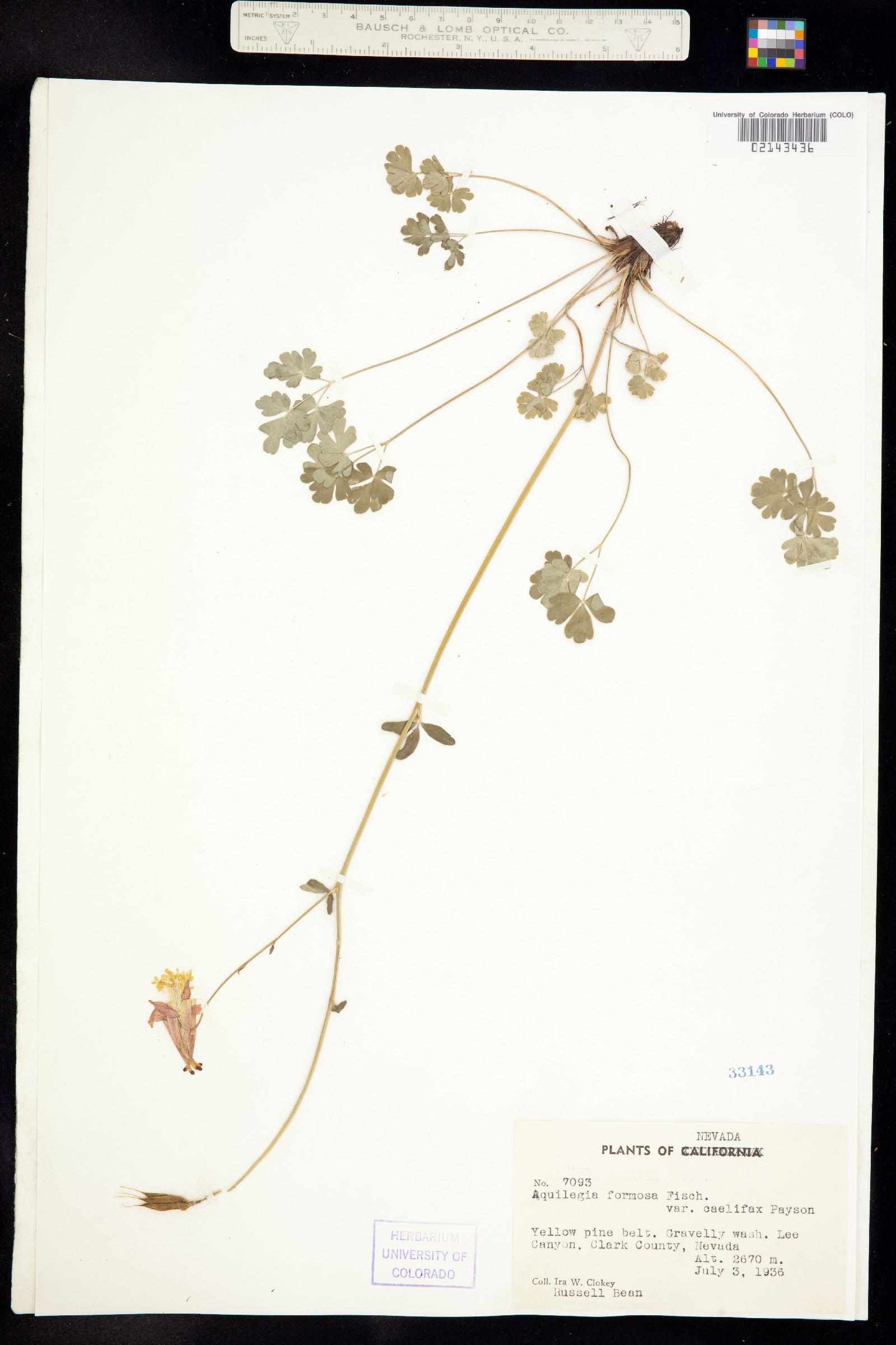 Aquilegia image
