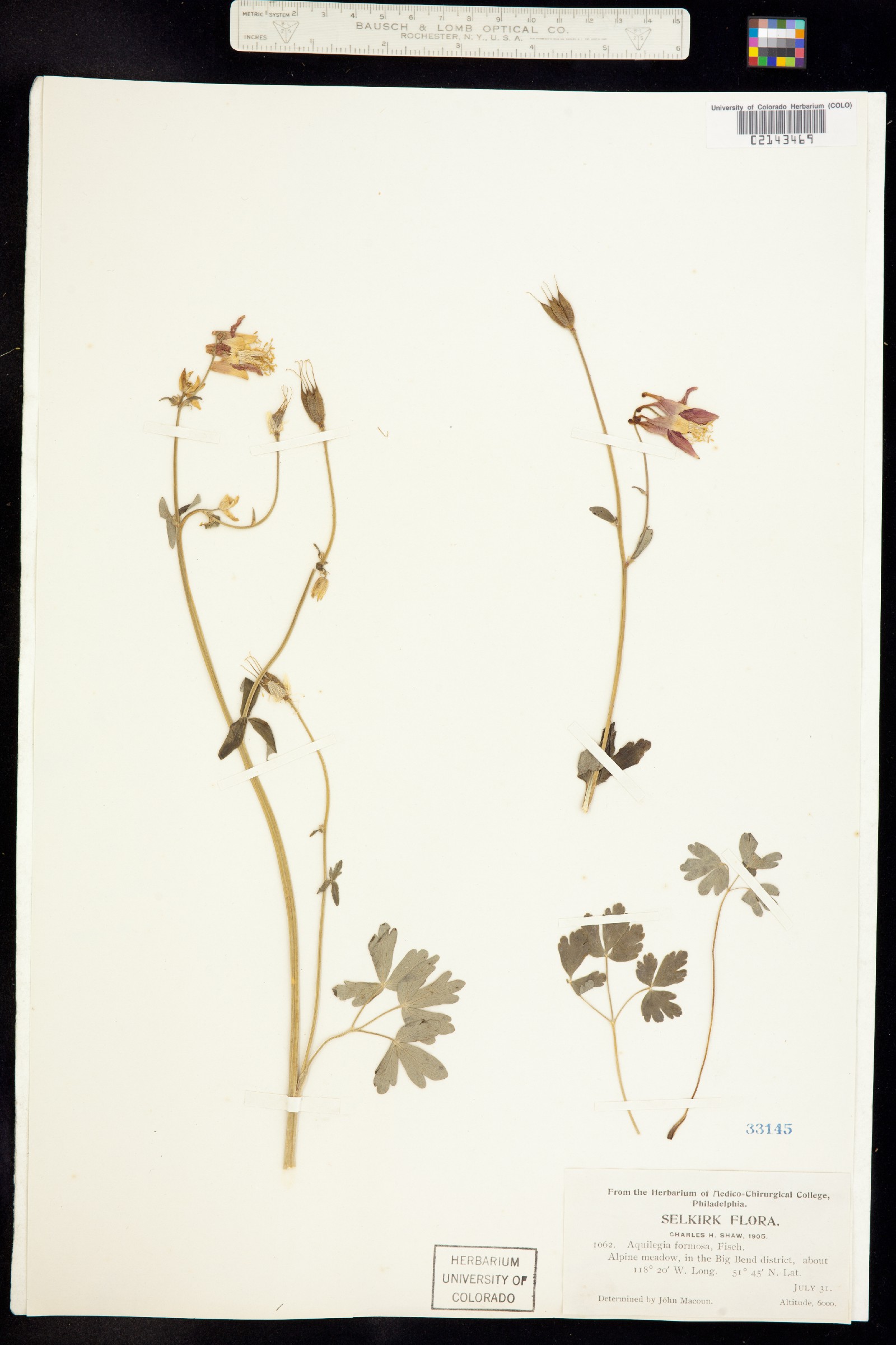 Aquilegia formosa image