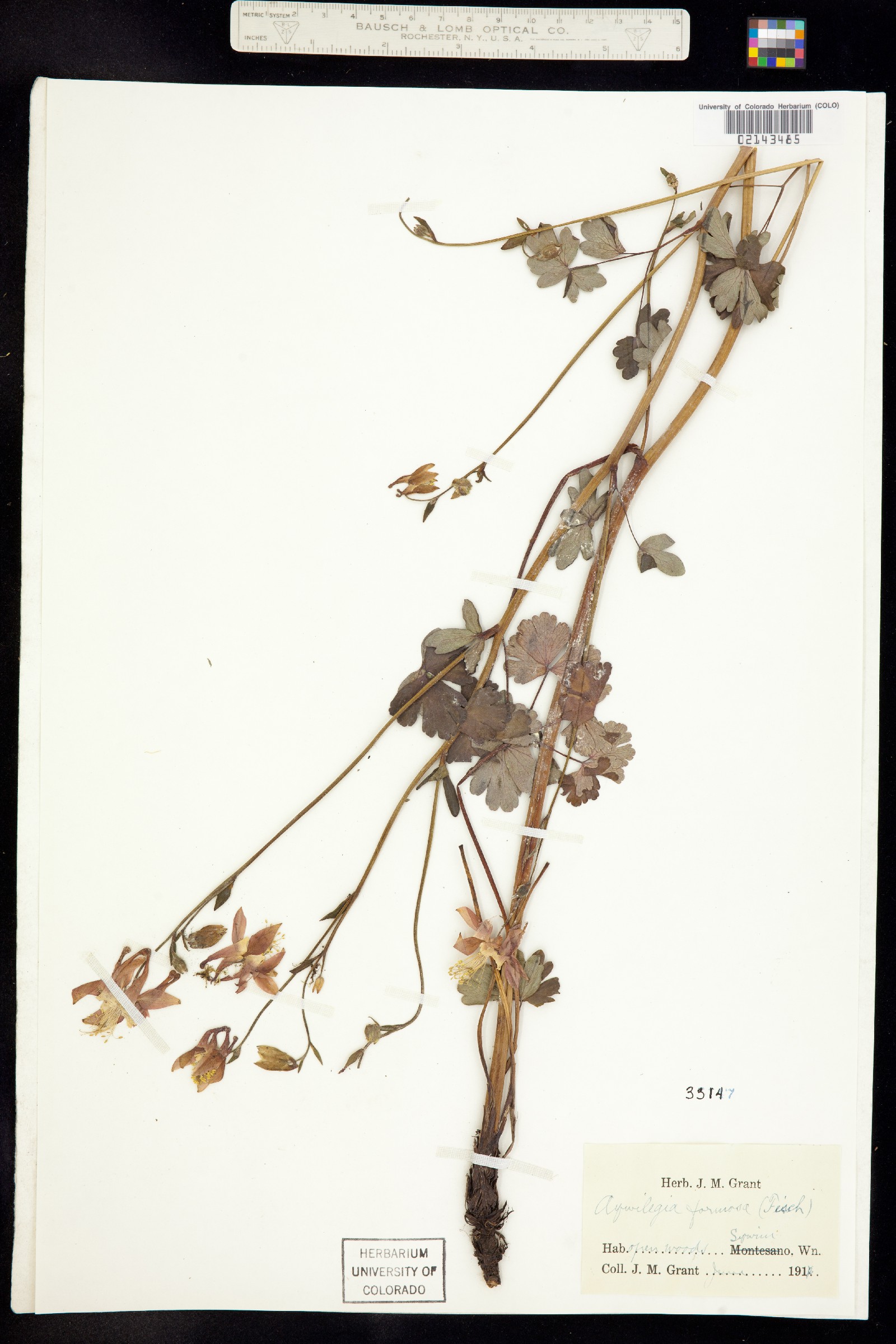 Aquilegia formosa image