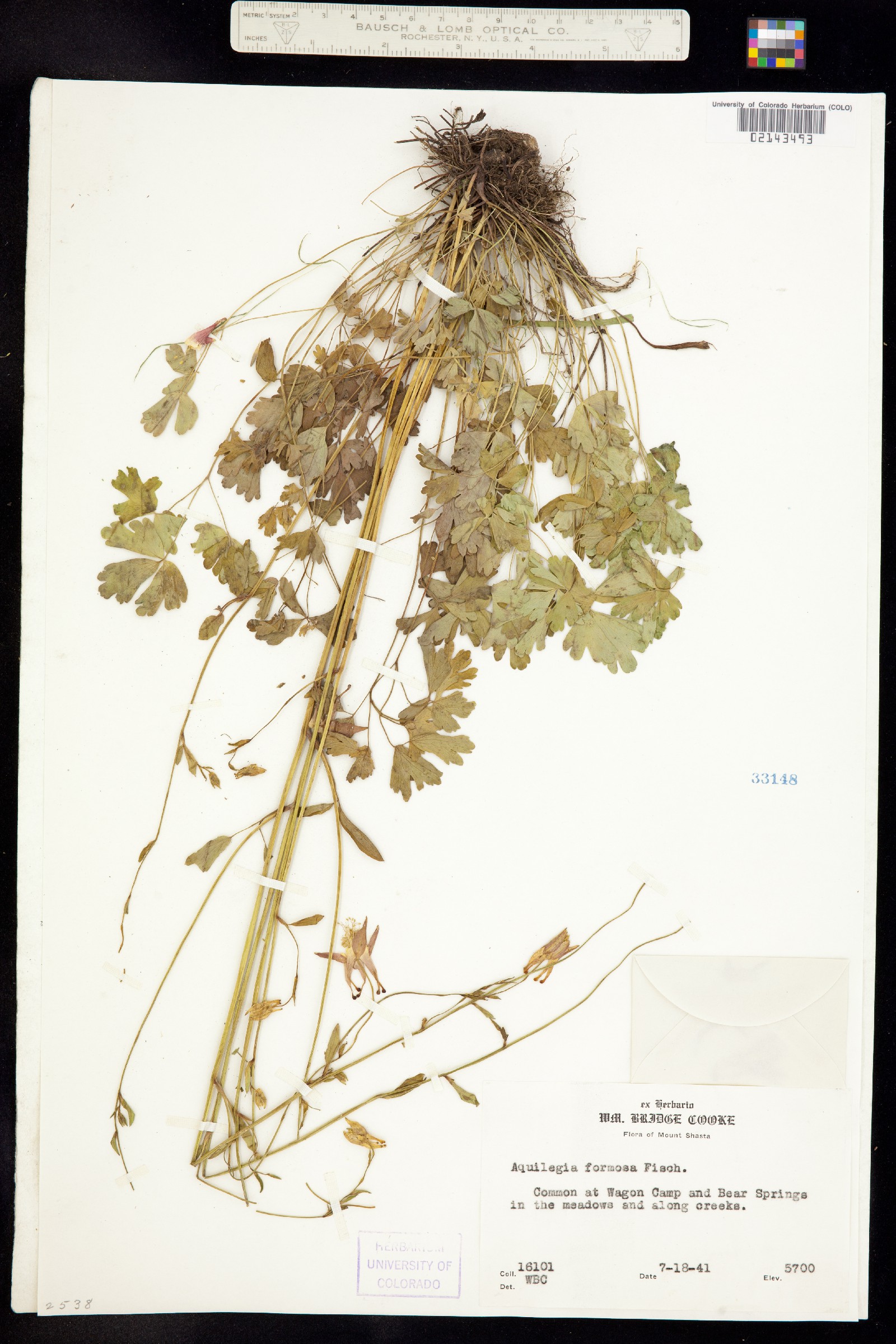 Aquilegia formosa image