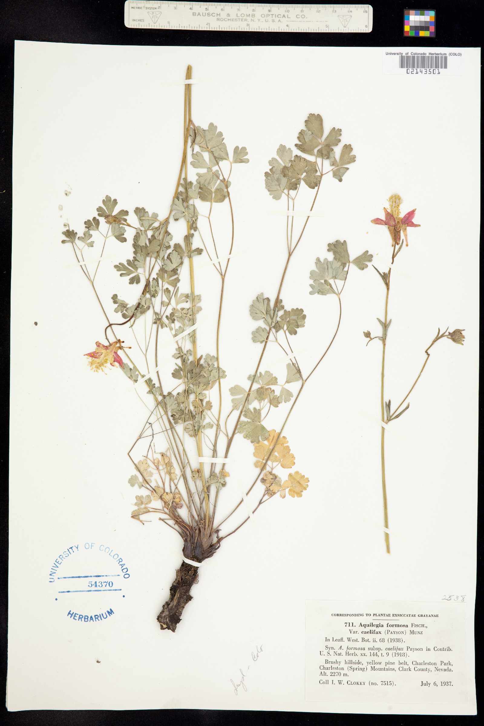 Aquilegia formosa image