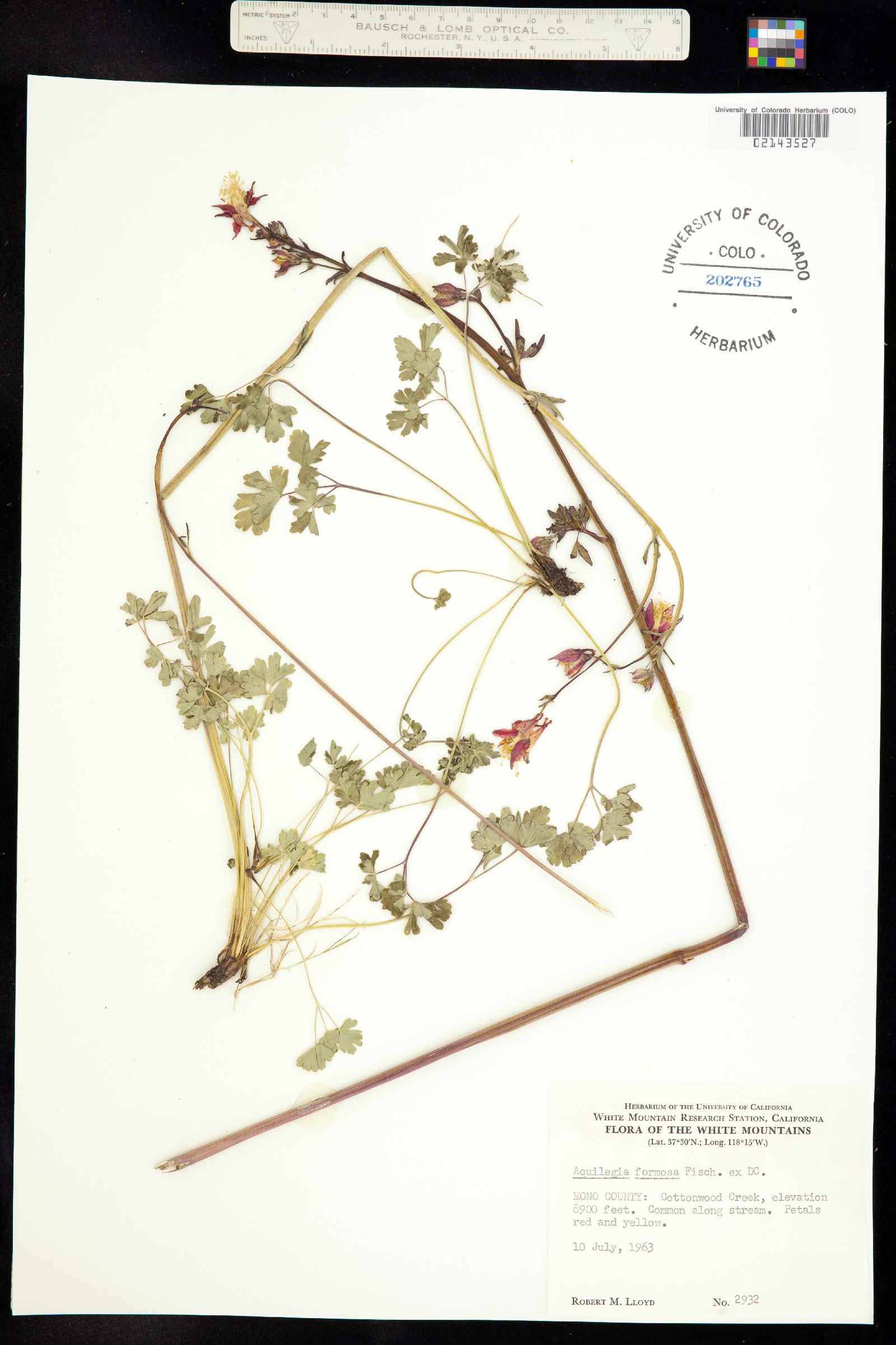 Aquilegia formosa image