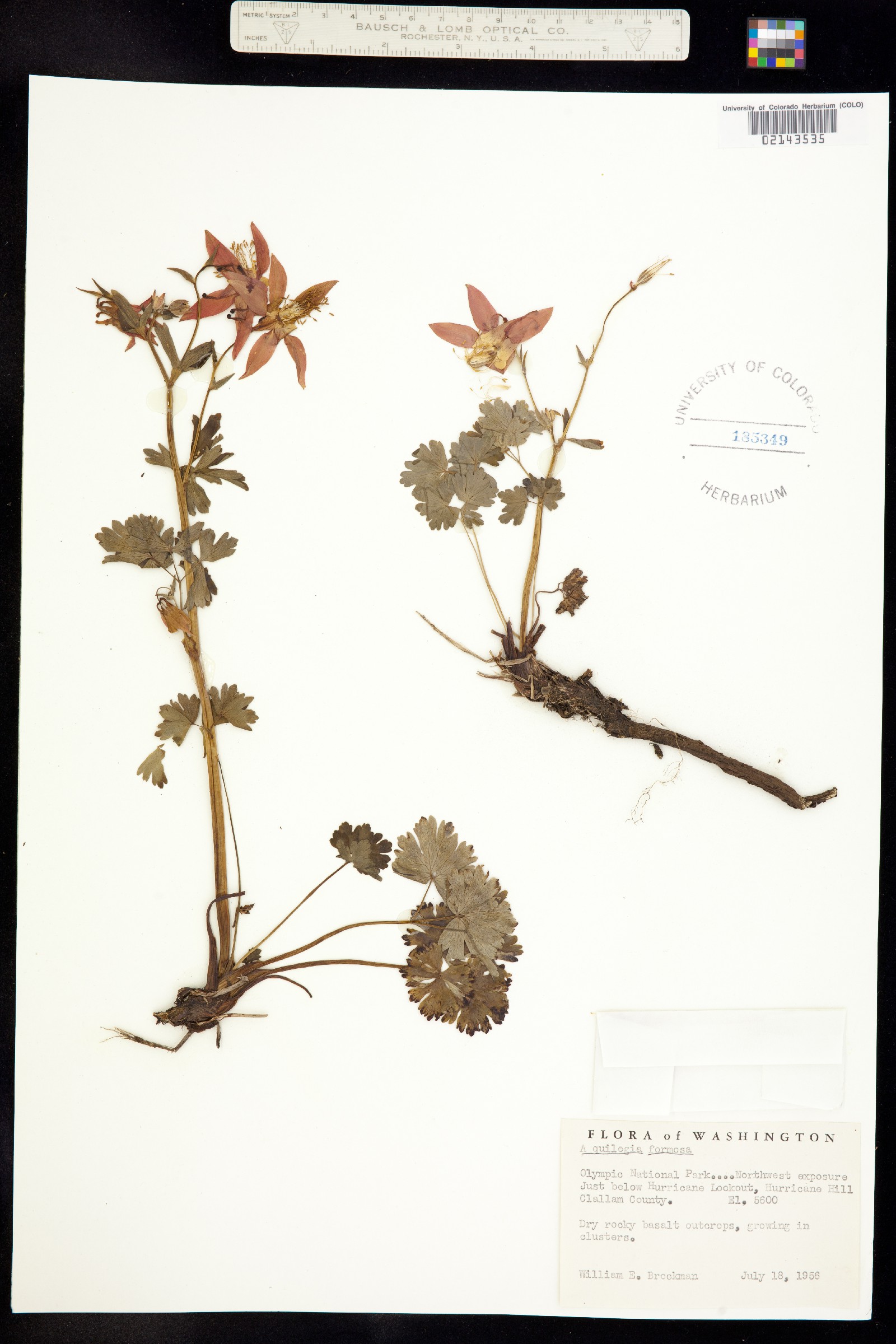 Aquilegia formosa image