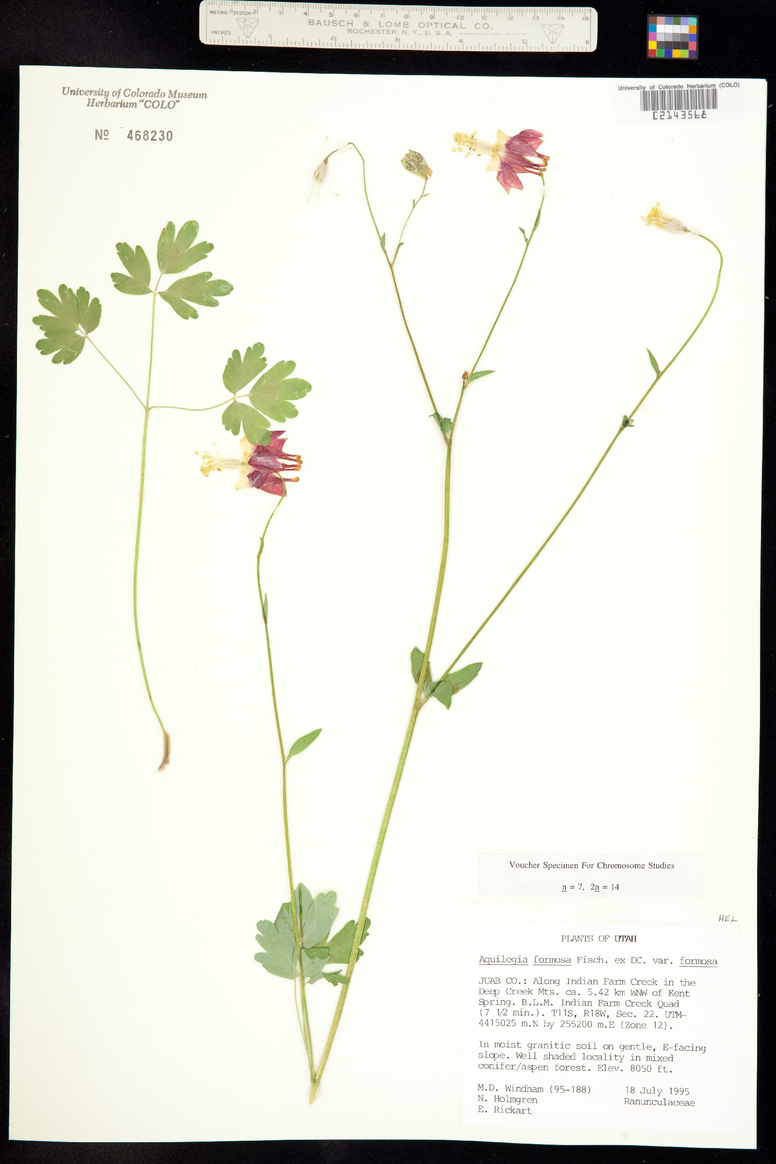 Aquilegia formosa image