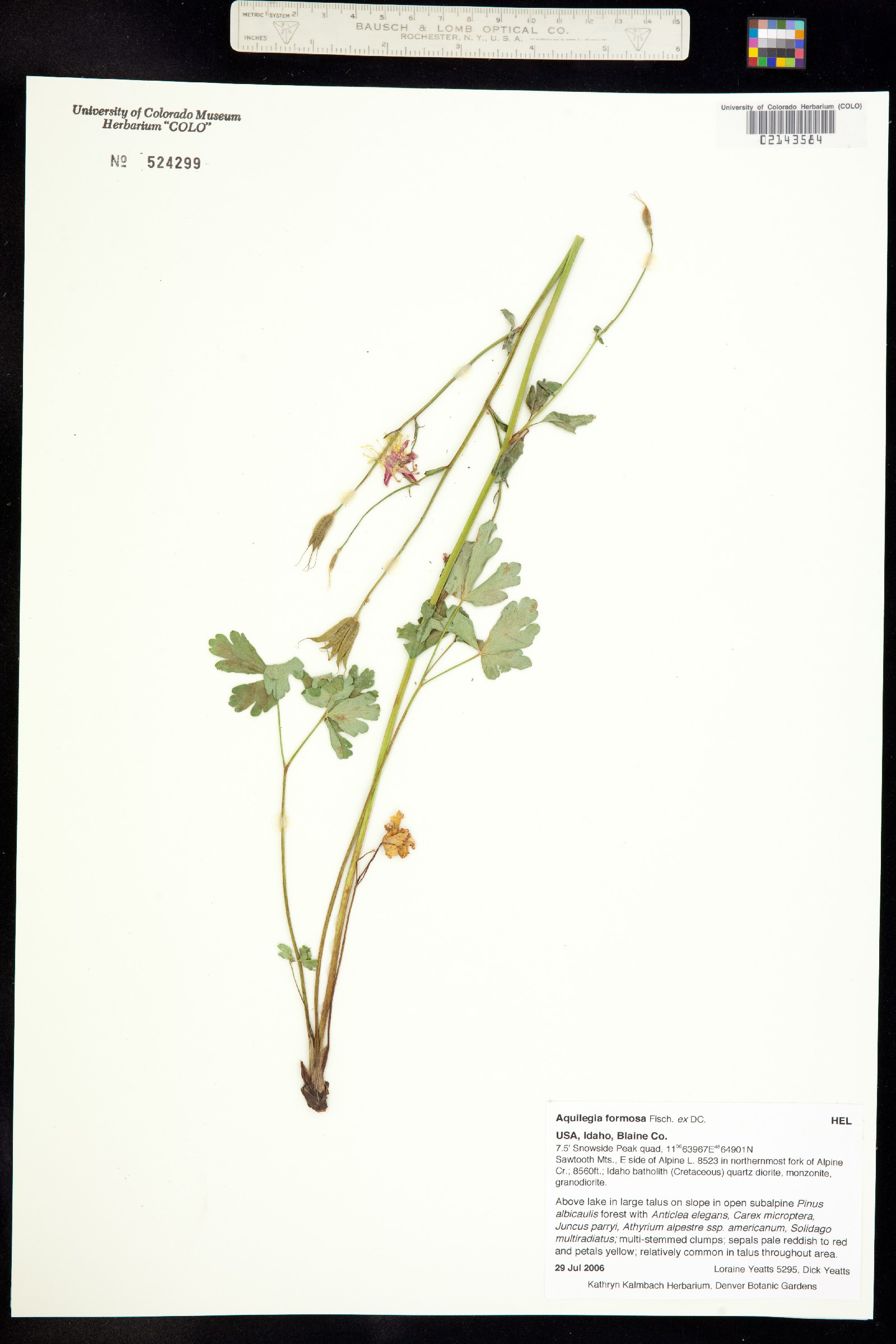 Aquilegia formosa image
