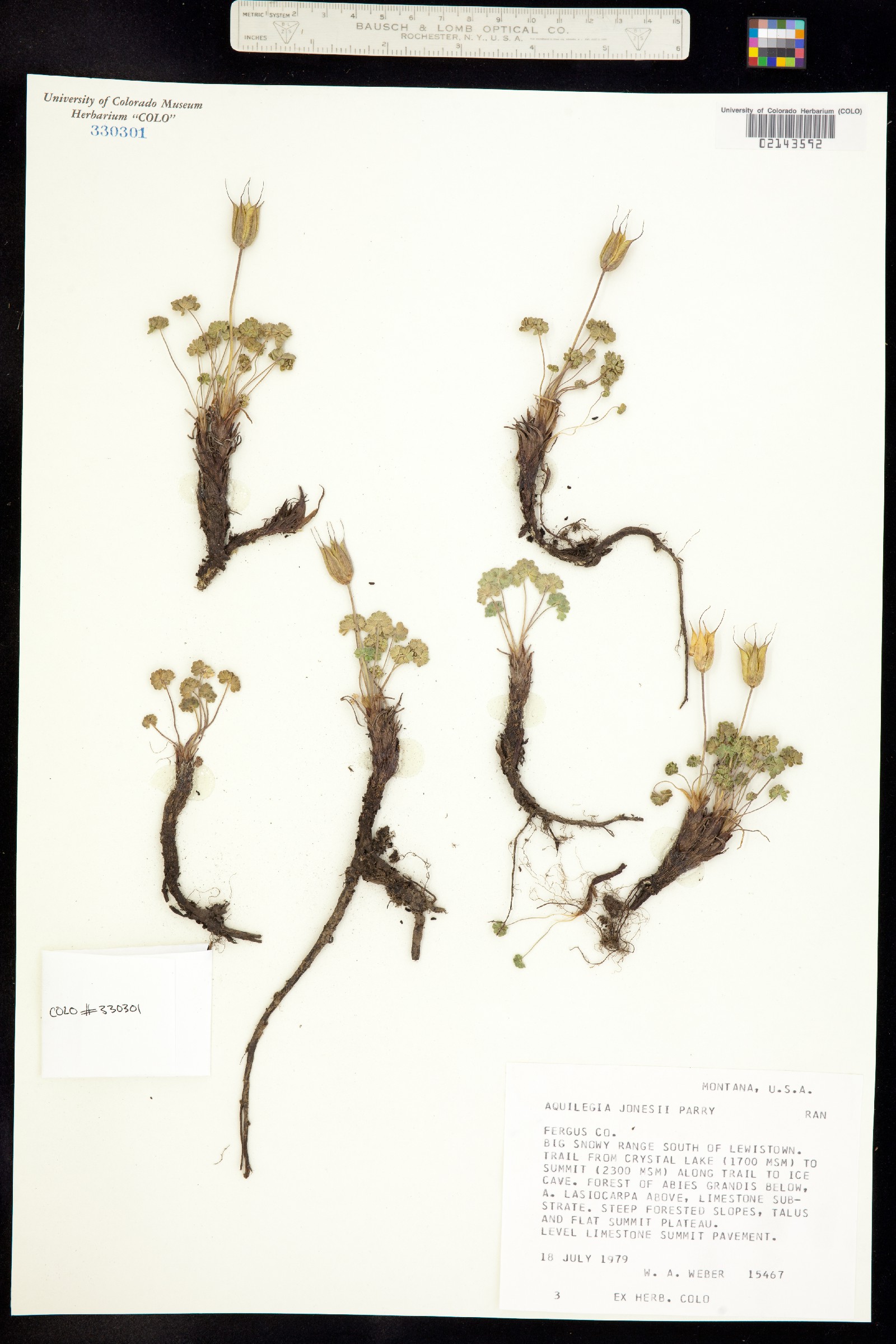 Aquilegia jonesii image