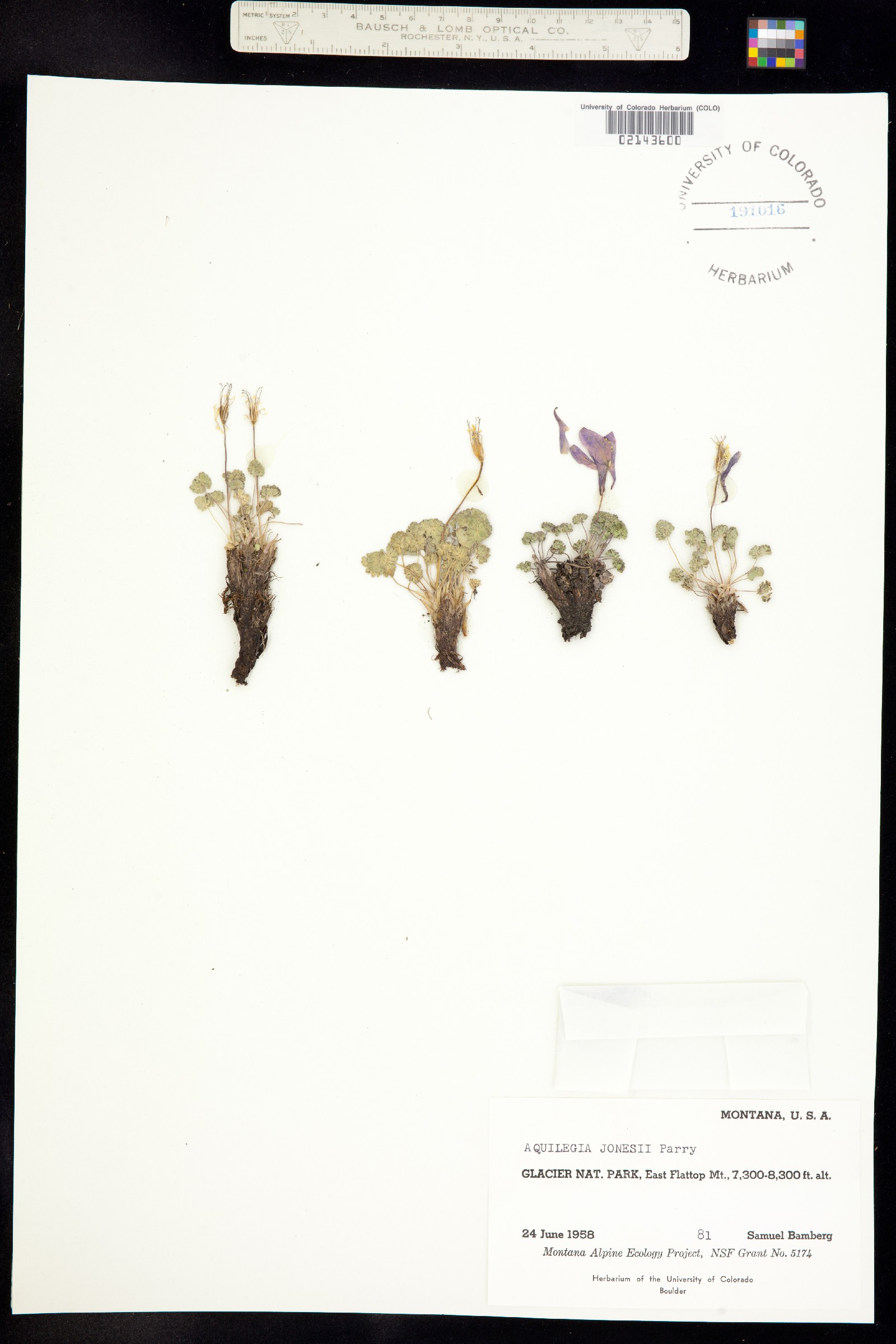 Aquilegia jonesii image