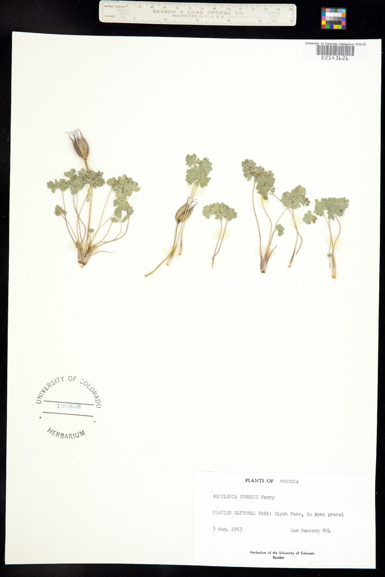 Aquilegia jonesii image