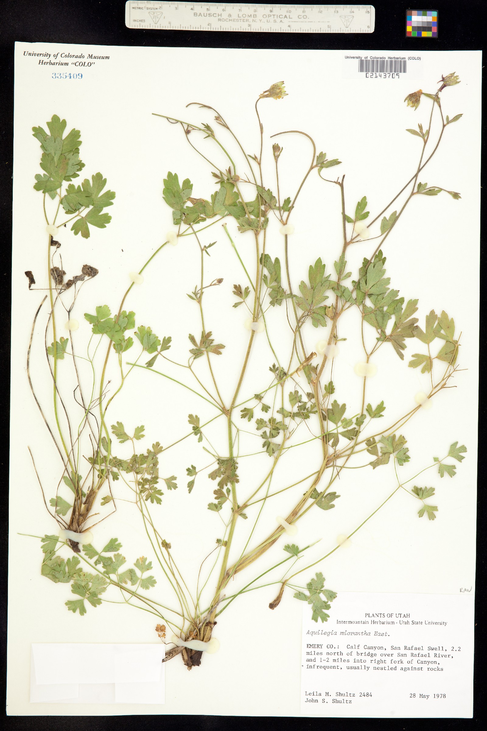 Aquilegia micrantha image