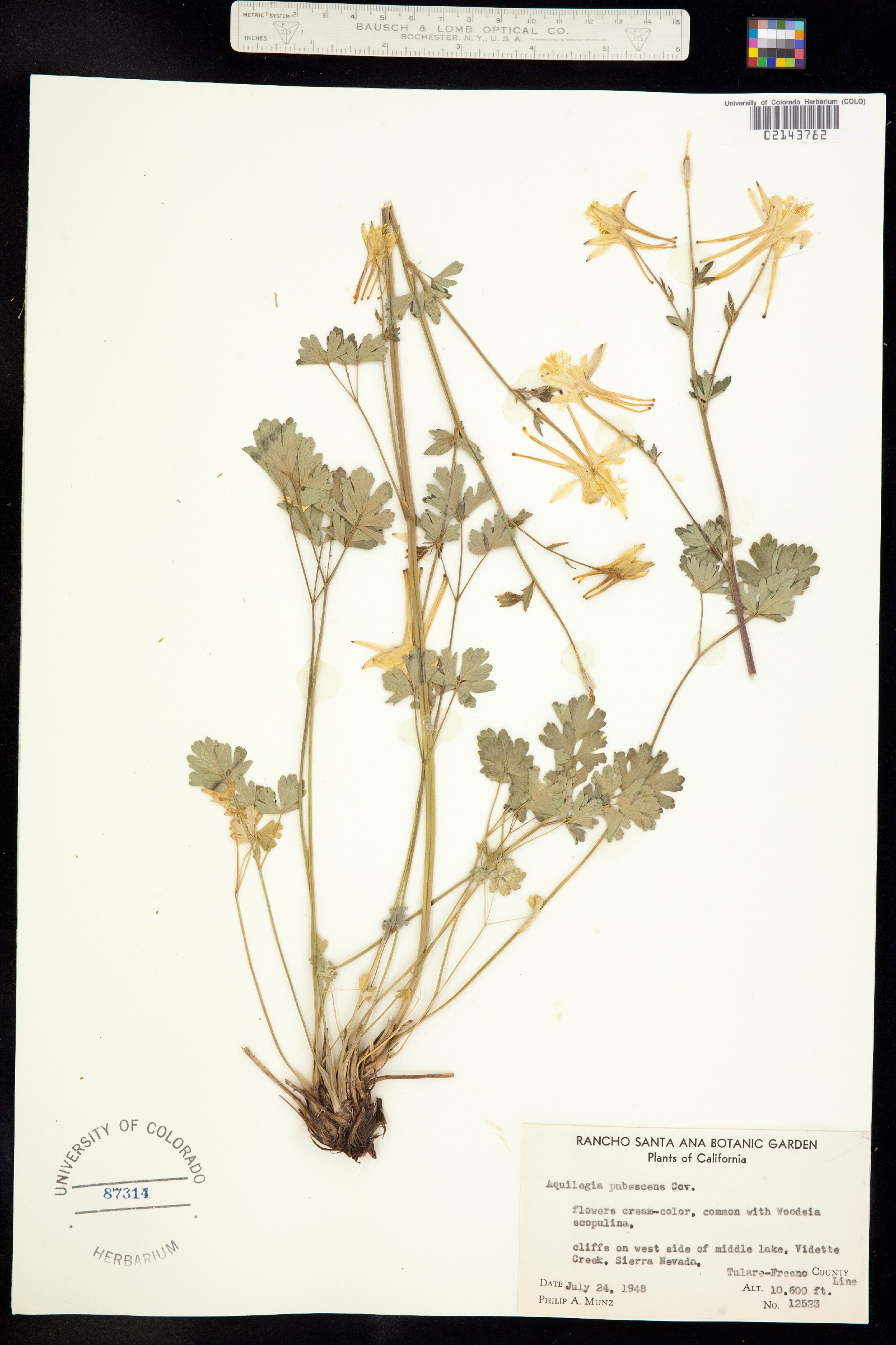 Aquilegia pubescens image