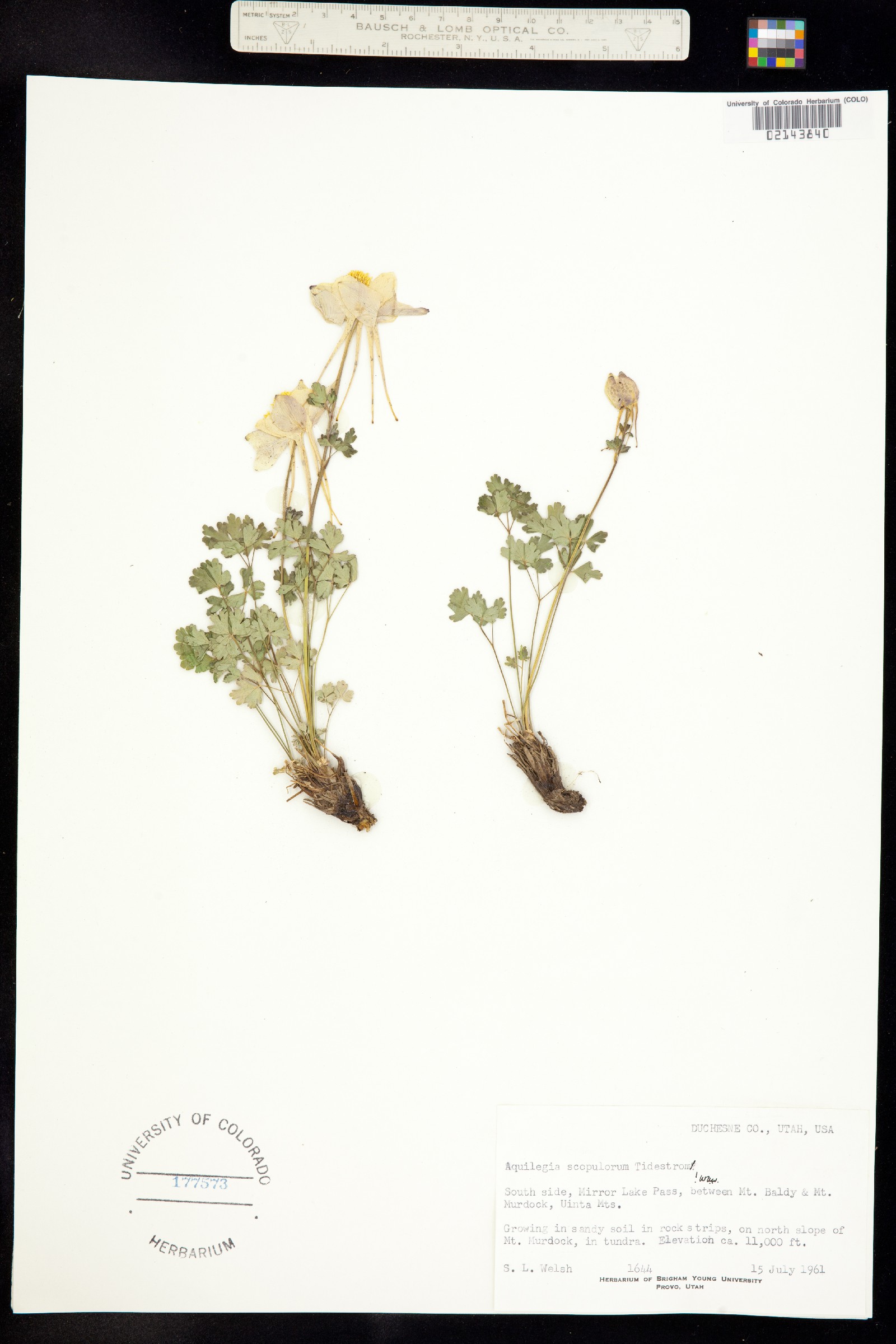 Aquilegia scopulorum image