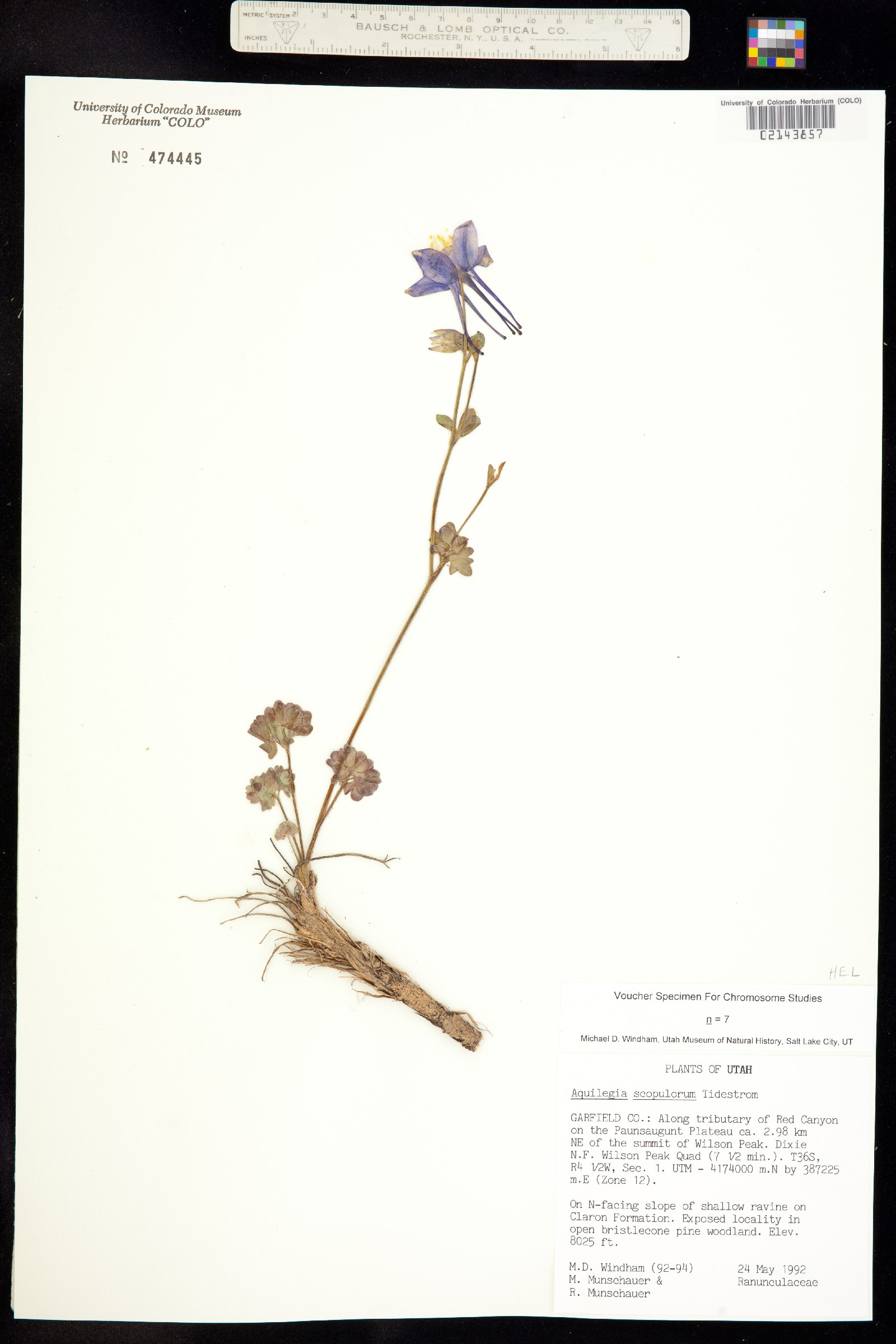 Aquilegia scopulorum image