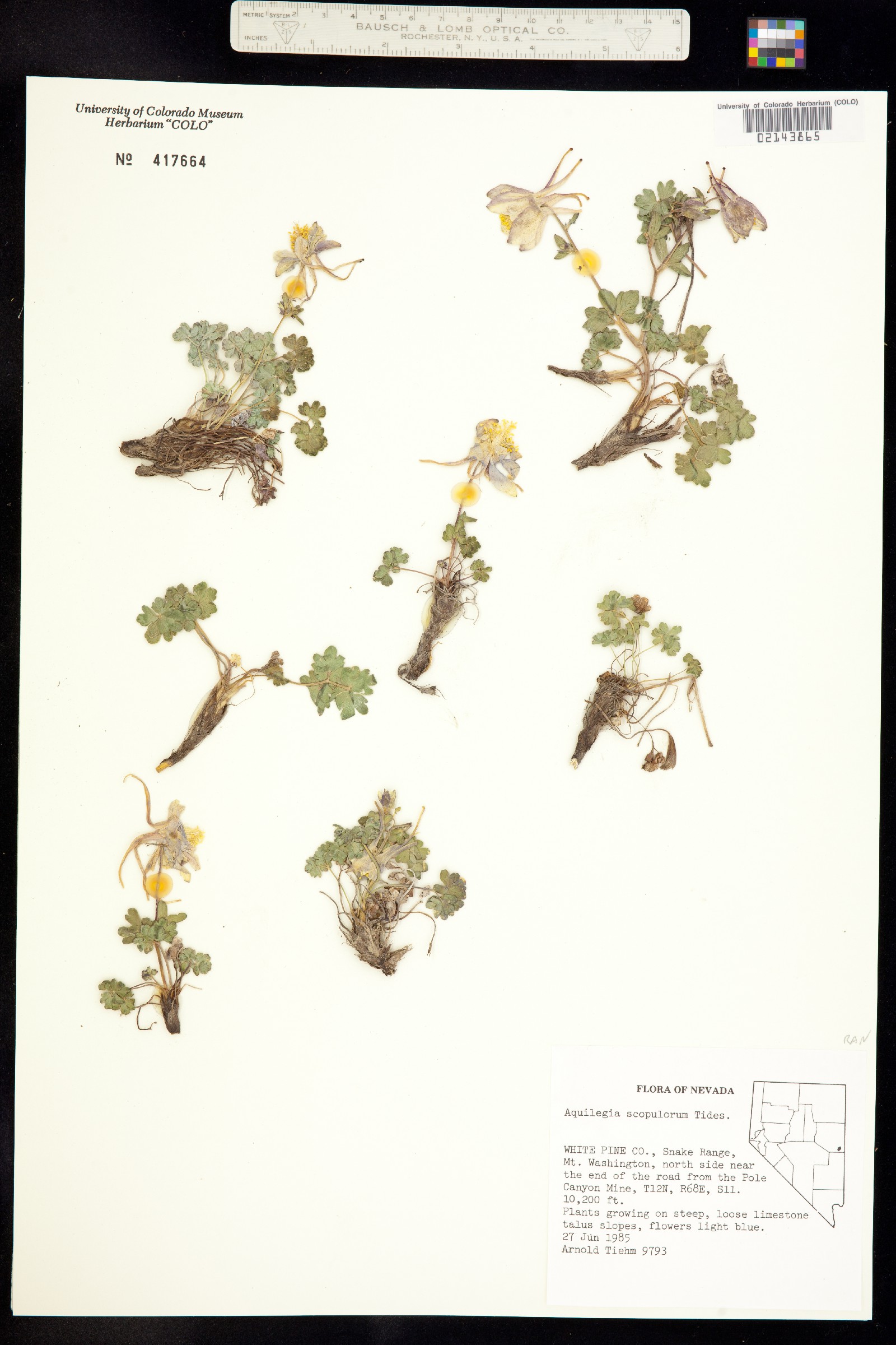 Aquilegia scopulorum image