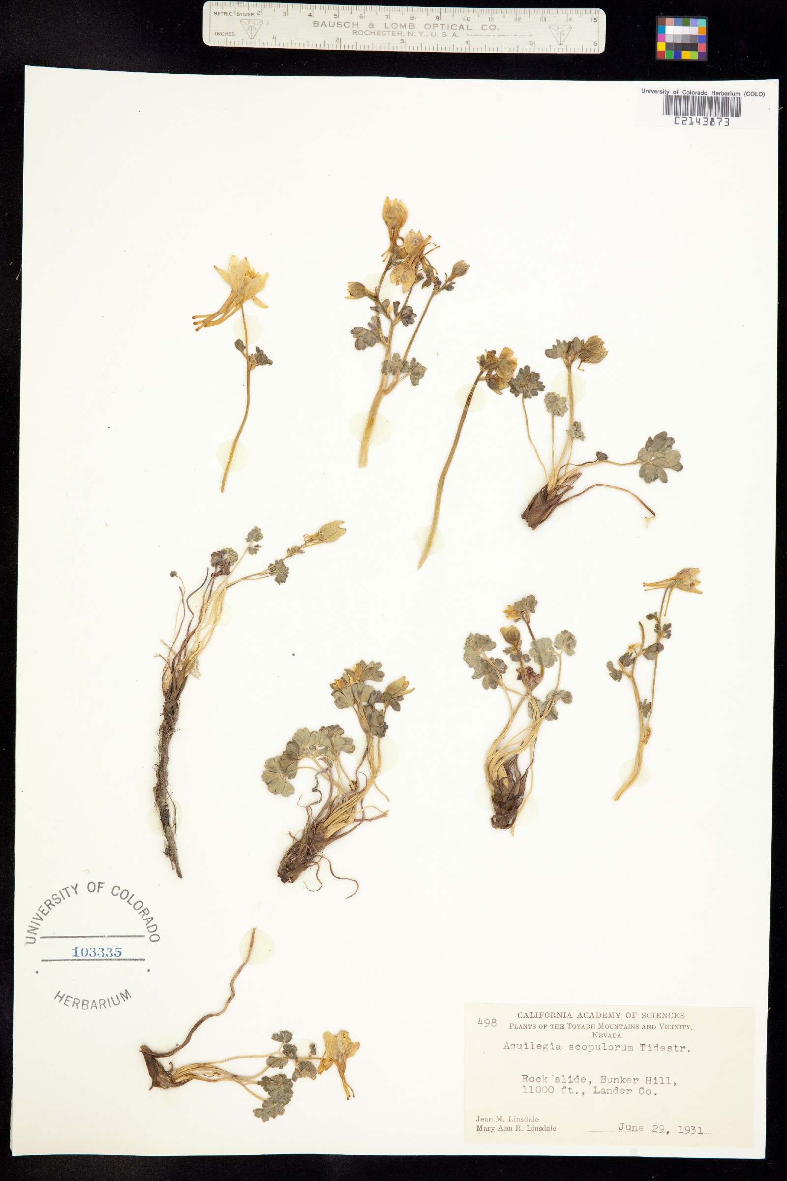 Aquilegia scopulorum image