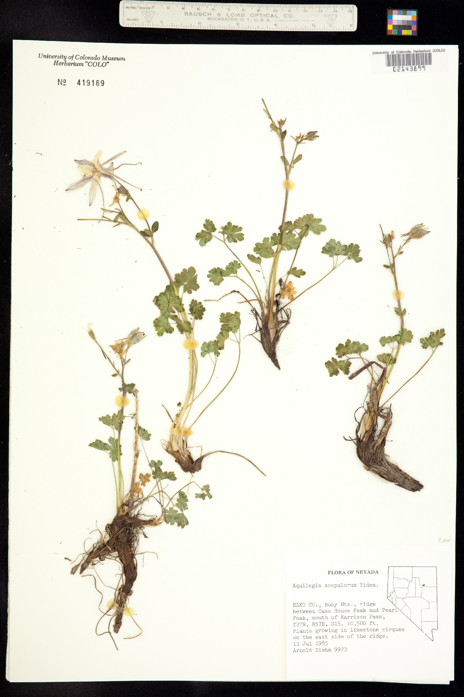 Aquilegia scopulorum image