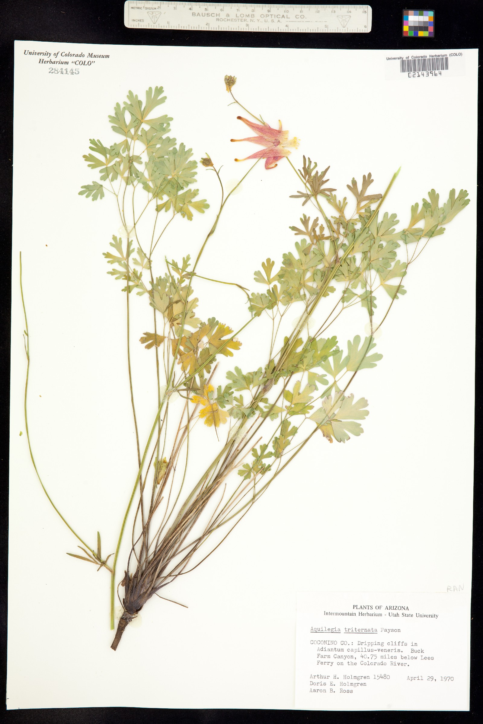 Aquilegia desertorum image
