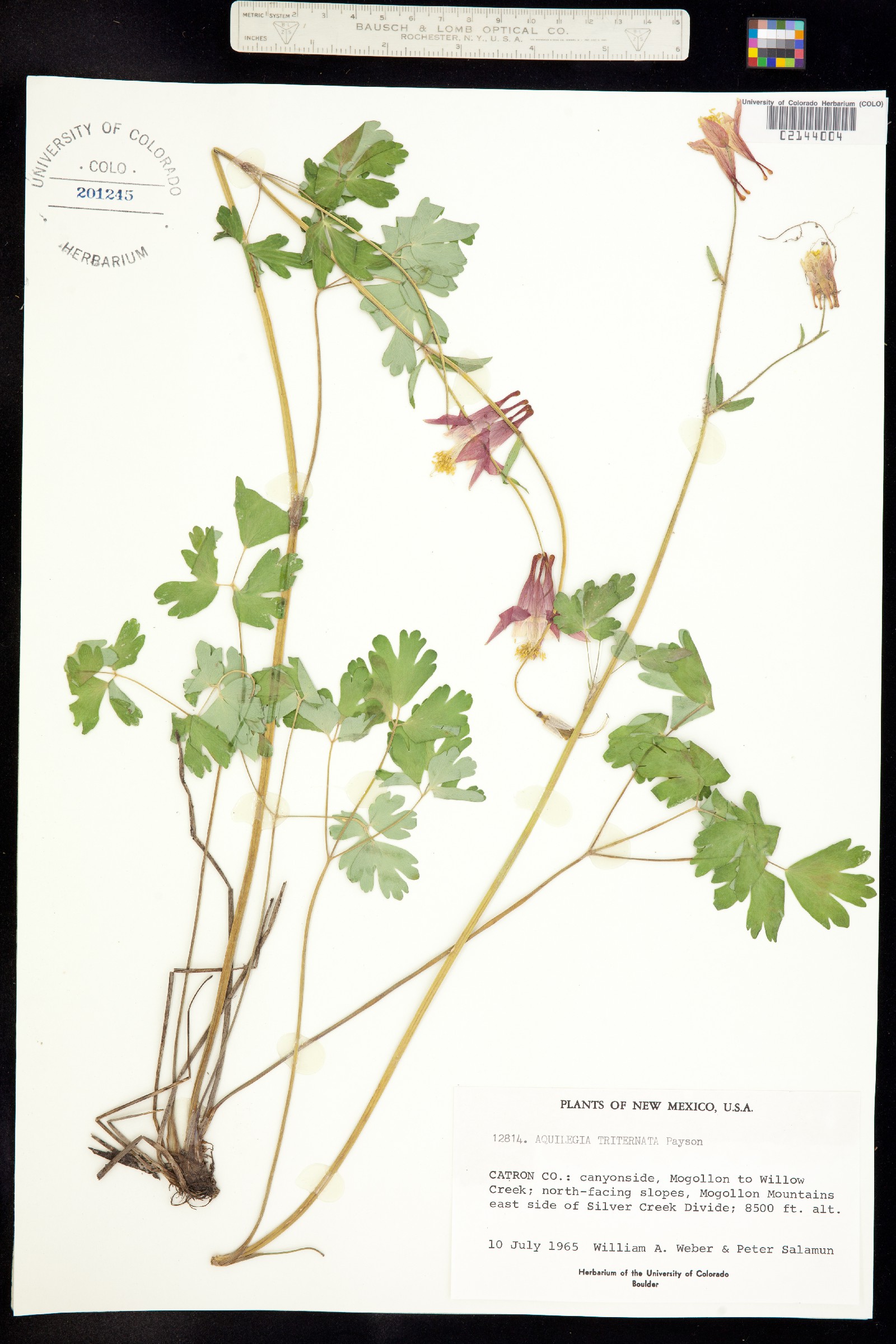 Aquilegia desertorum image