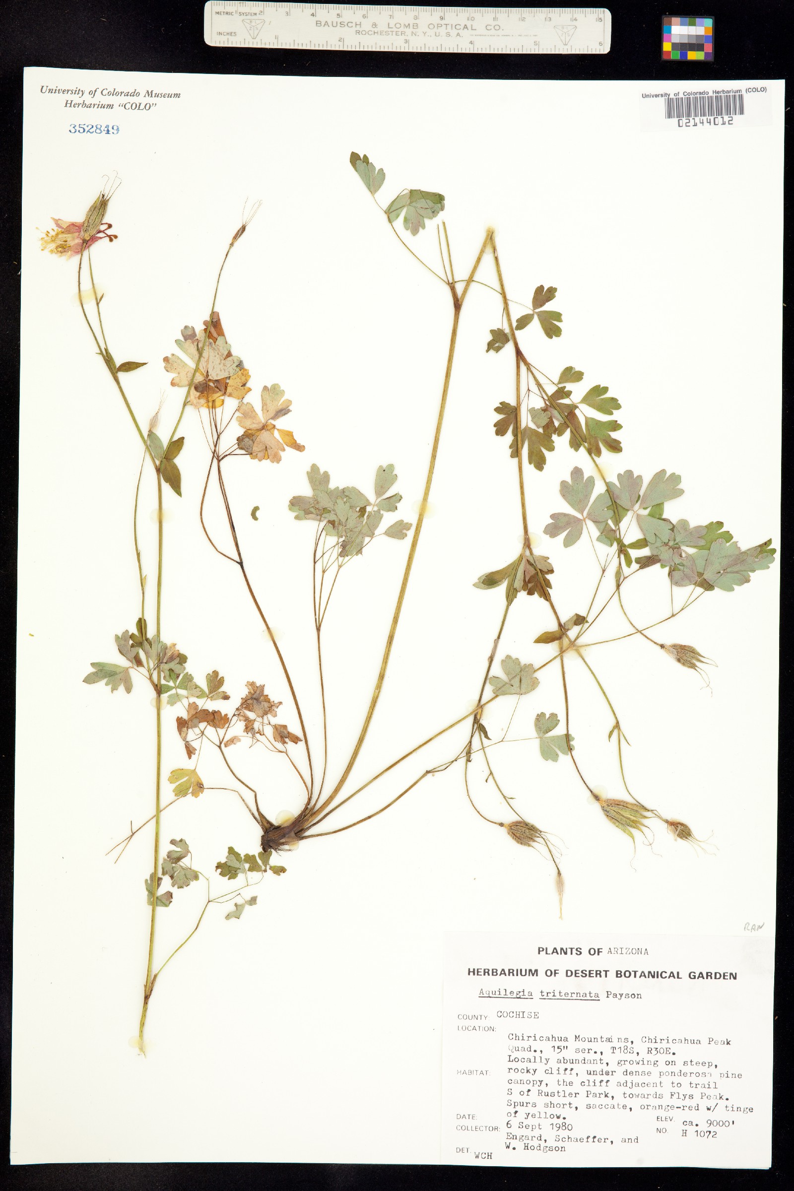 Aquilegia desertorum image