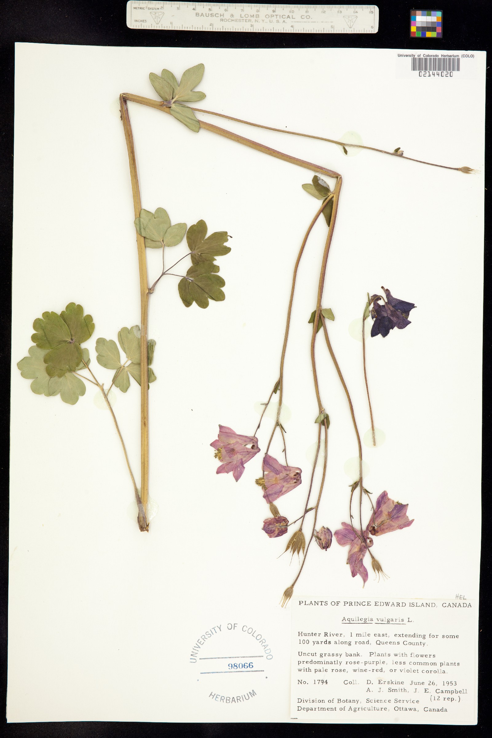 Aquilegia vulgaris image
