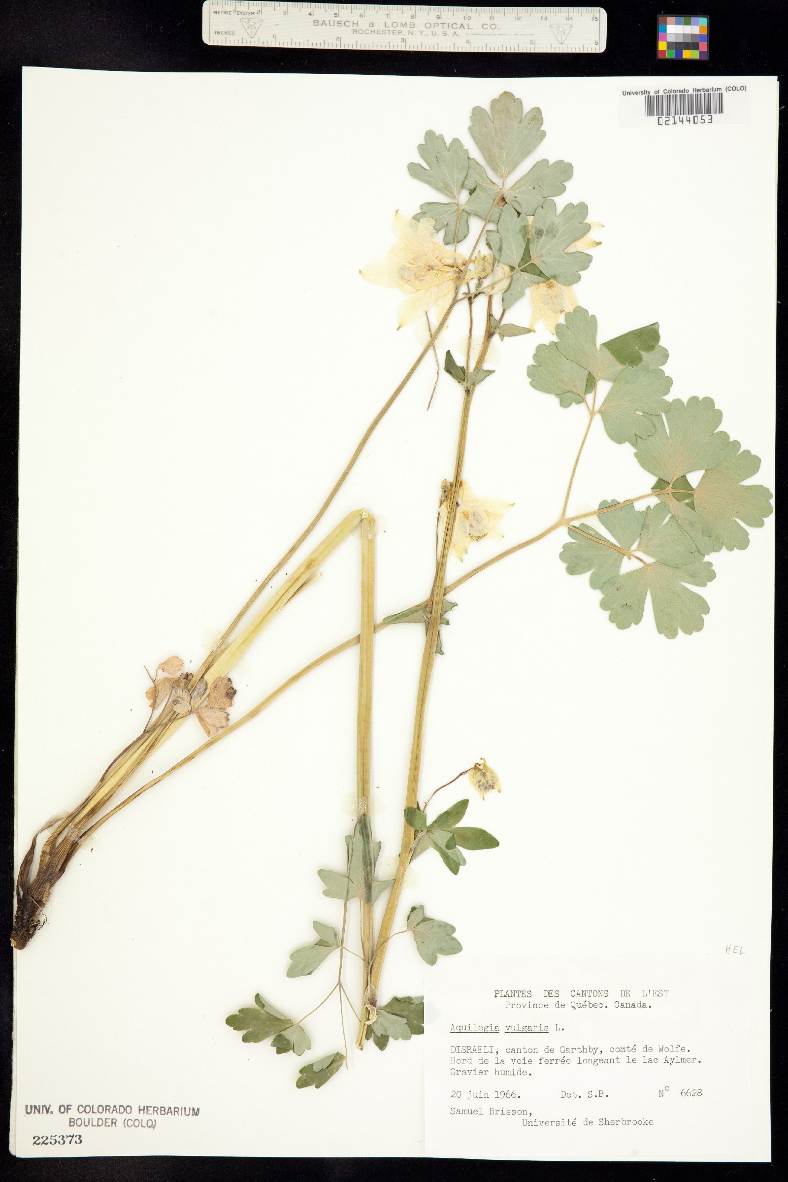 Aquilegia vulgaris image