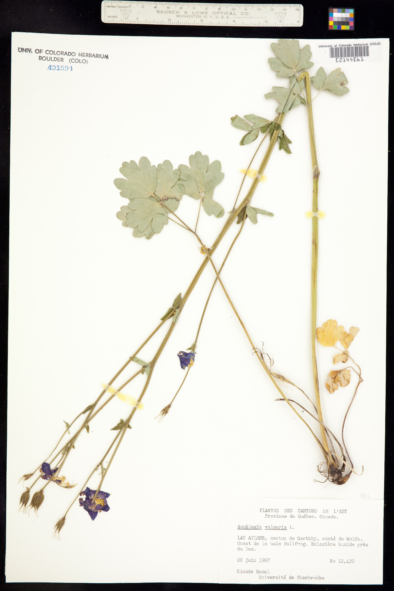 Aquilegia vulgaris image