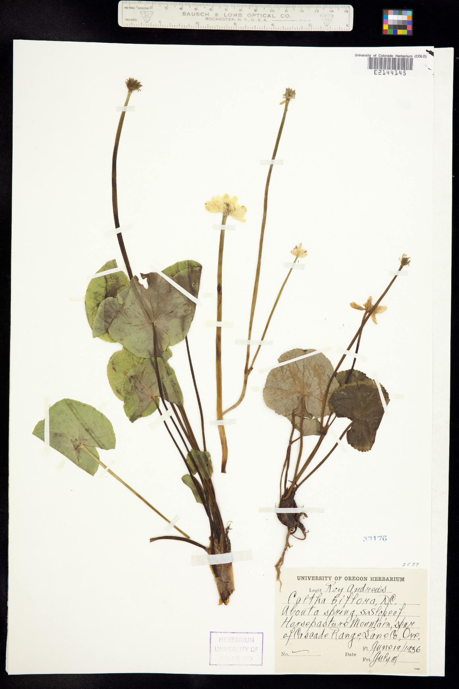 Caltha leptosepala image