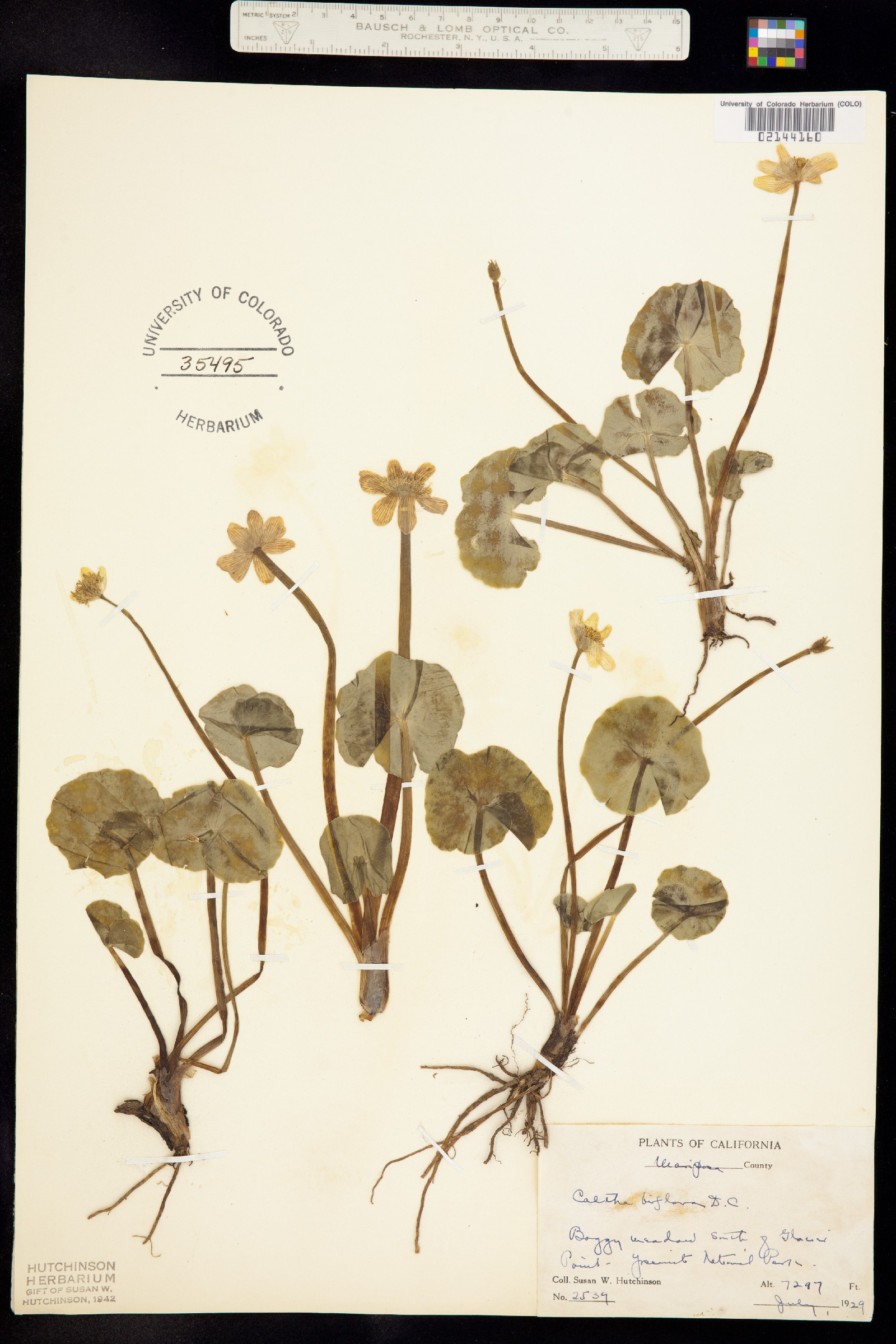Caltha biflora image