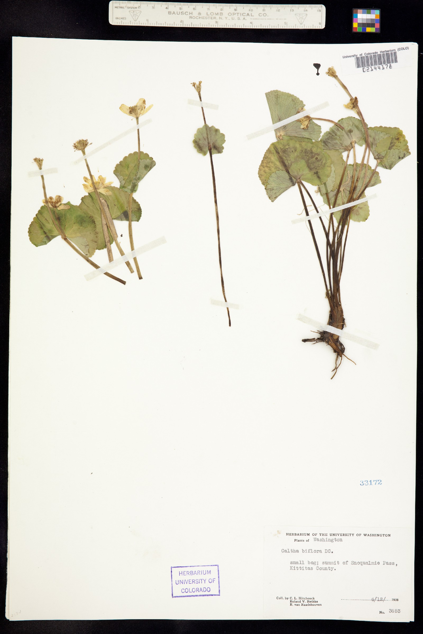 Caltha leptosepala image