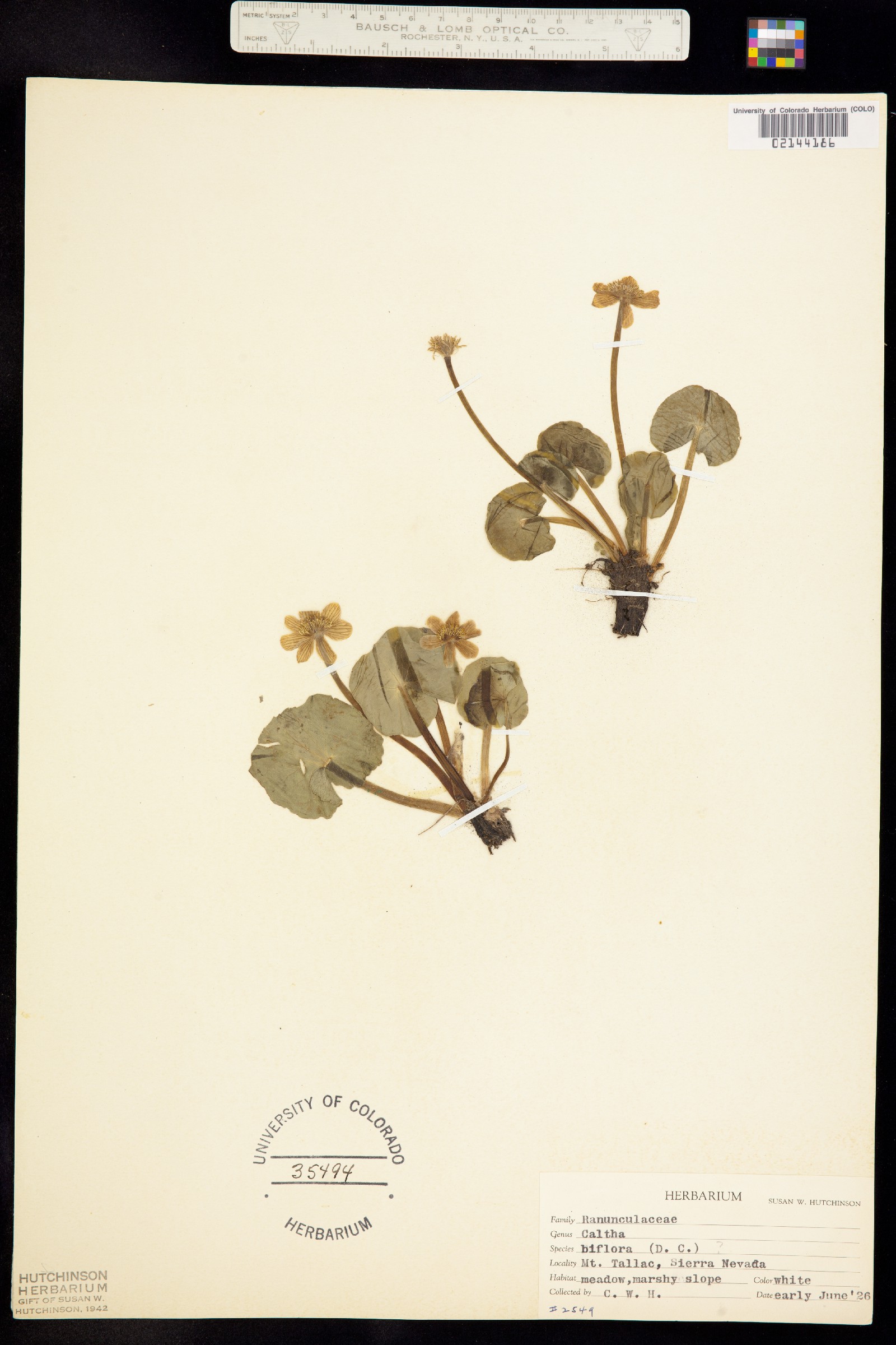 Caltha leptosepala image