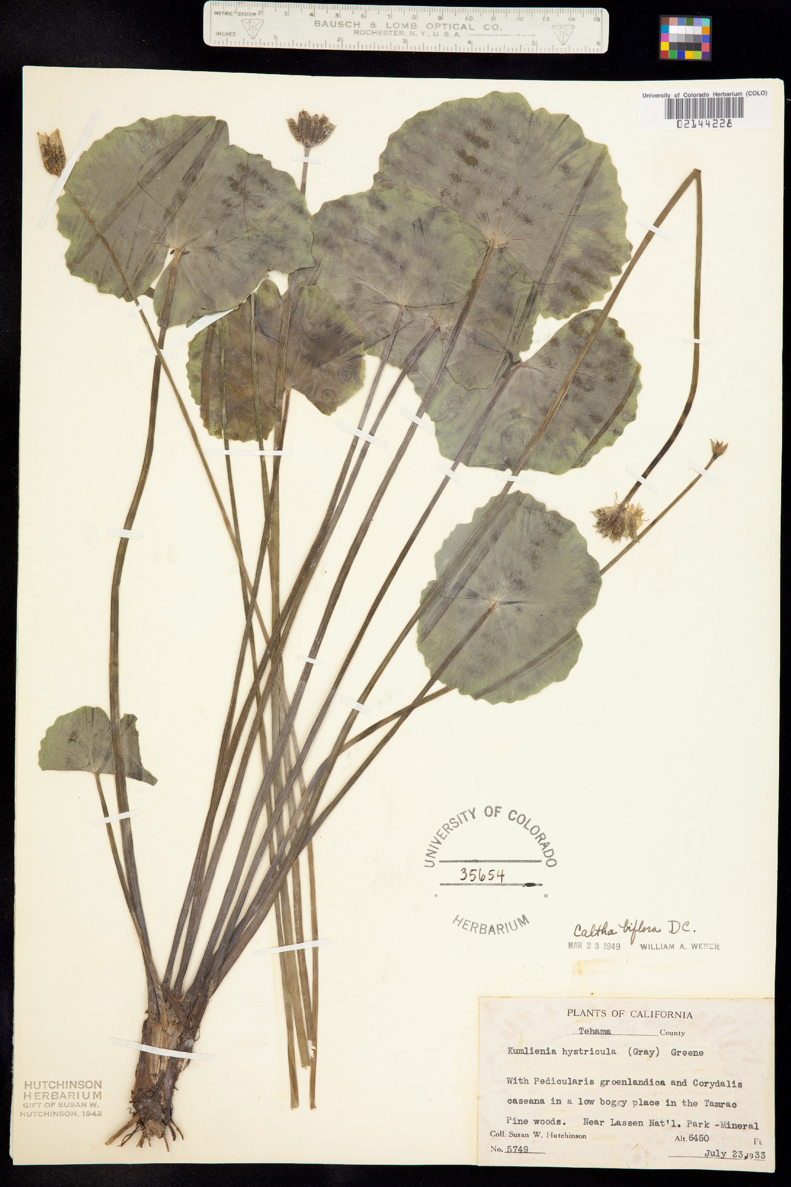 Caltha leptosepala image