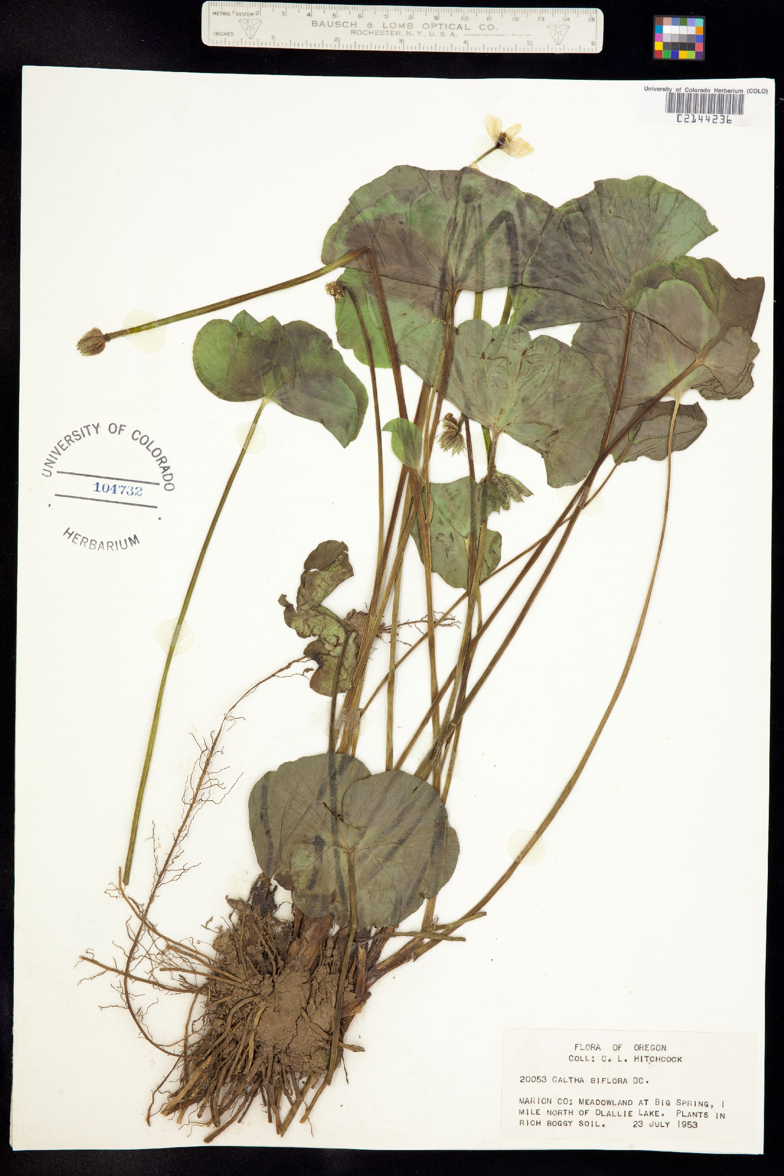 Caltha leptosepala image