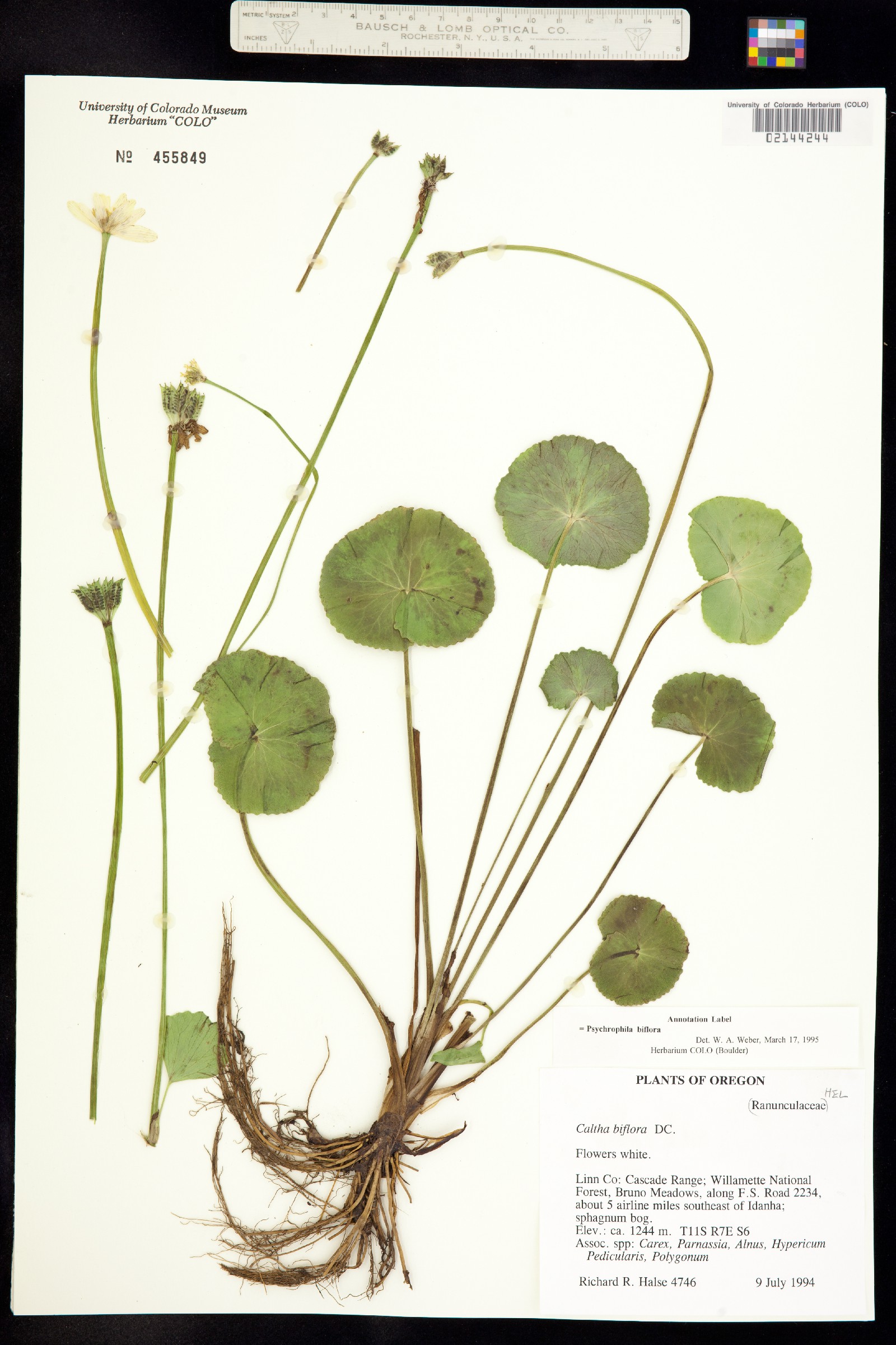 Caltha leptosepala image
