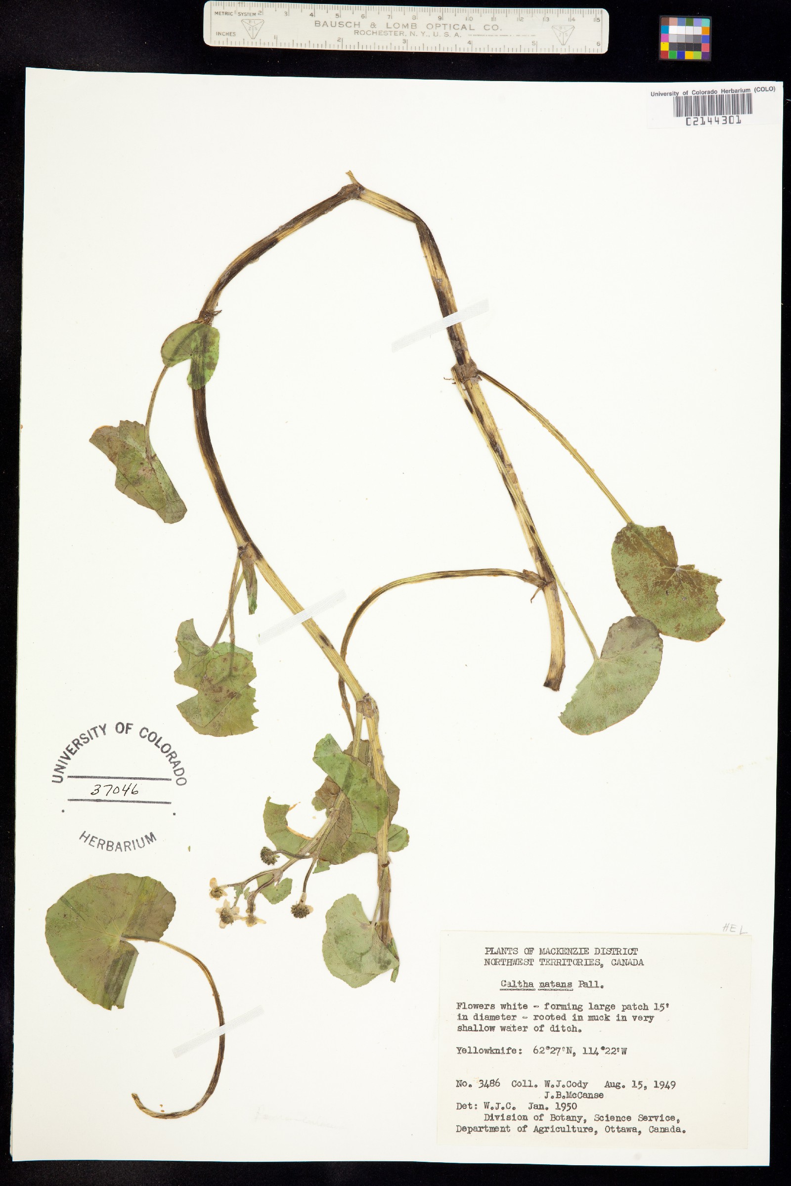 Caltha natans image