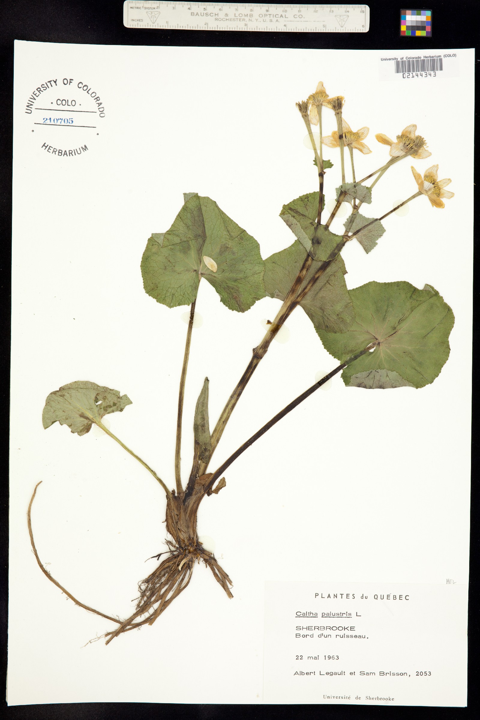 Caltha palustris image