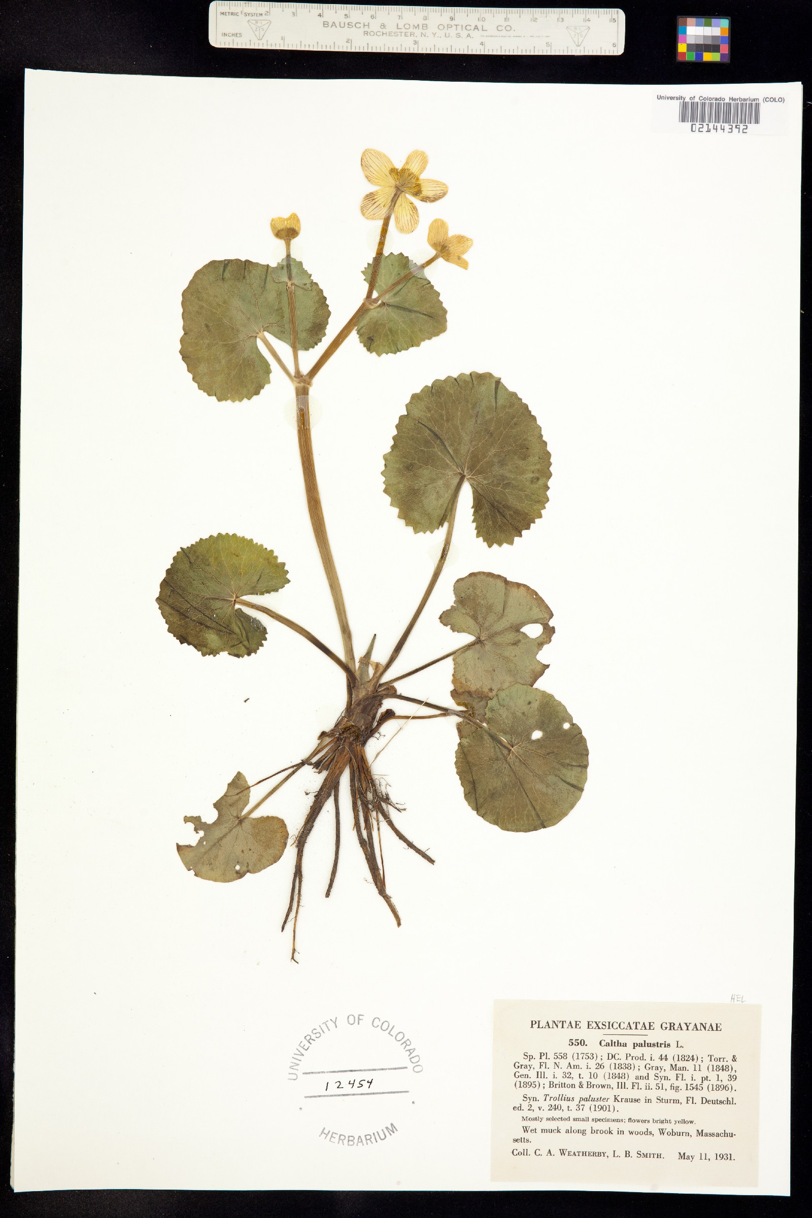 Caltha palustris image