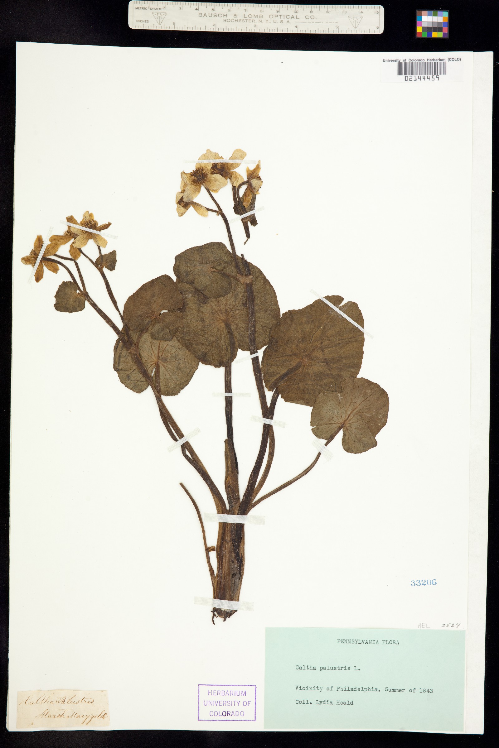Caltha palustris image