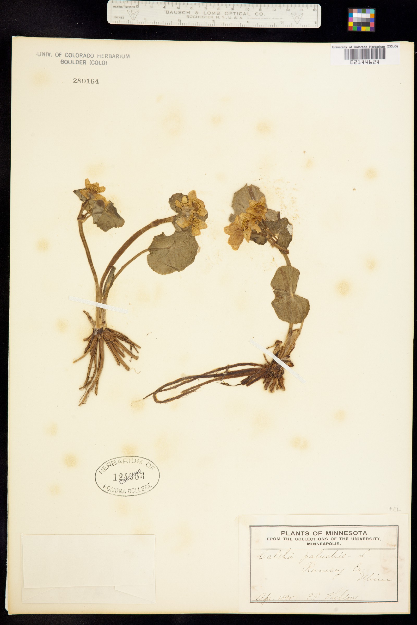 Caltha palustris image