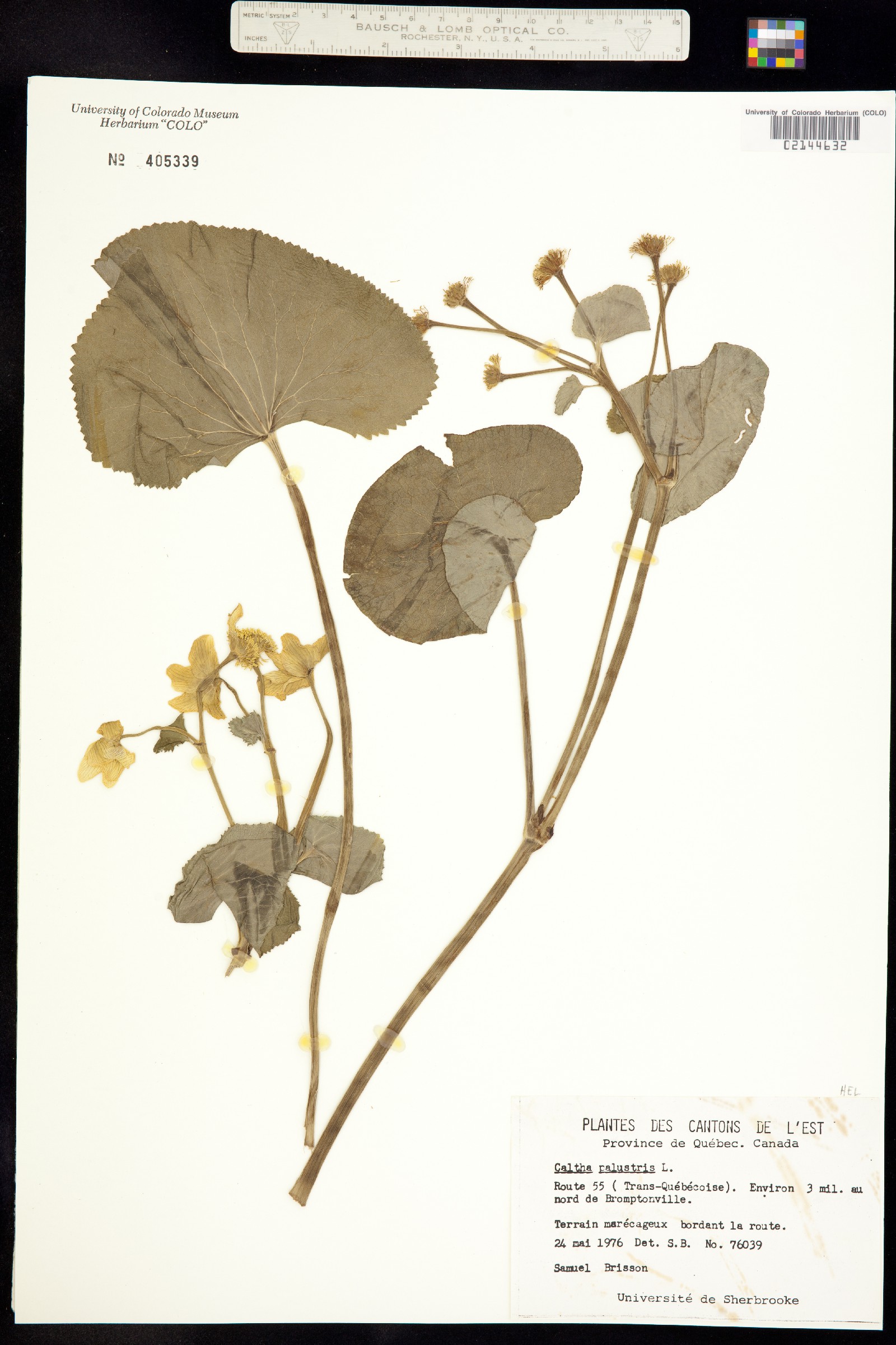 Caltha palustris image